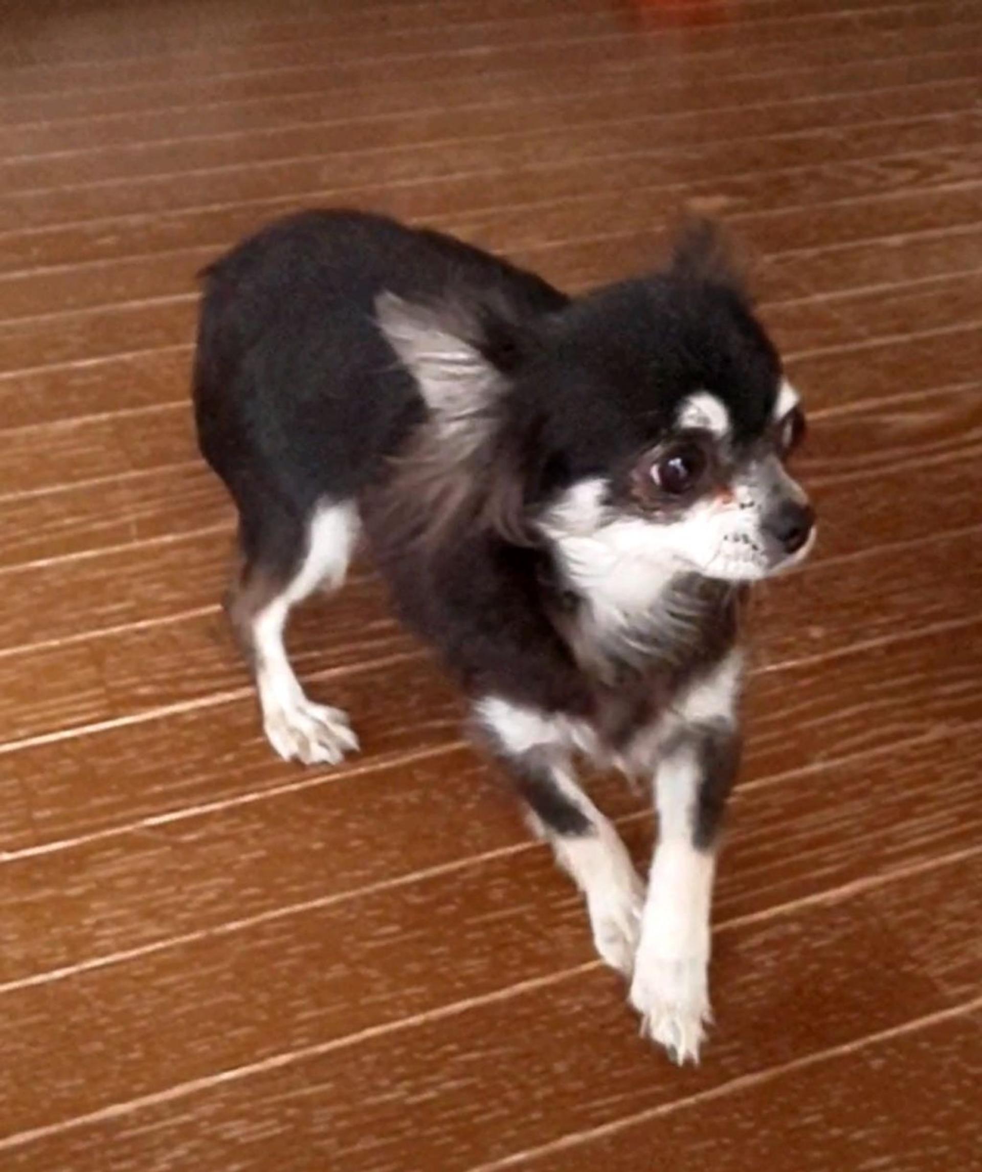 pet-image-5
