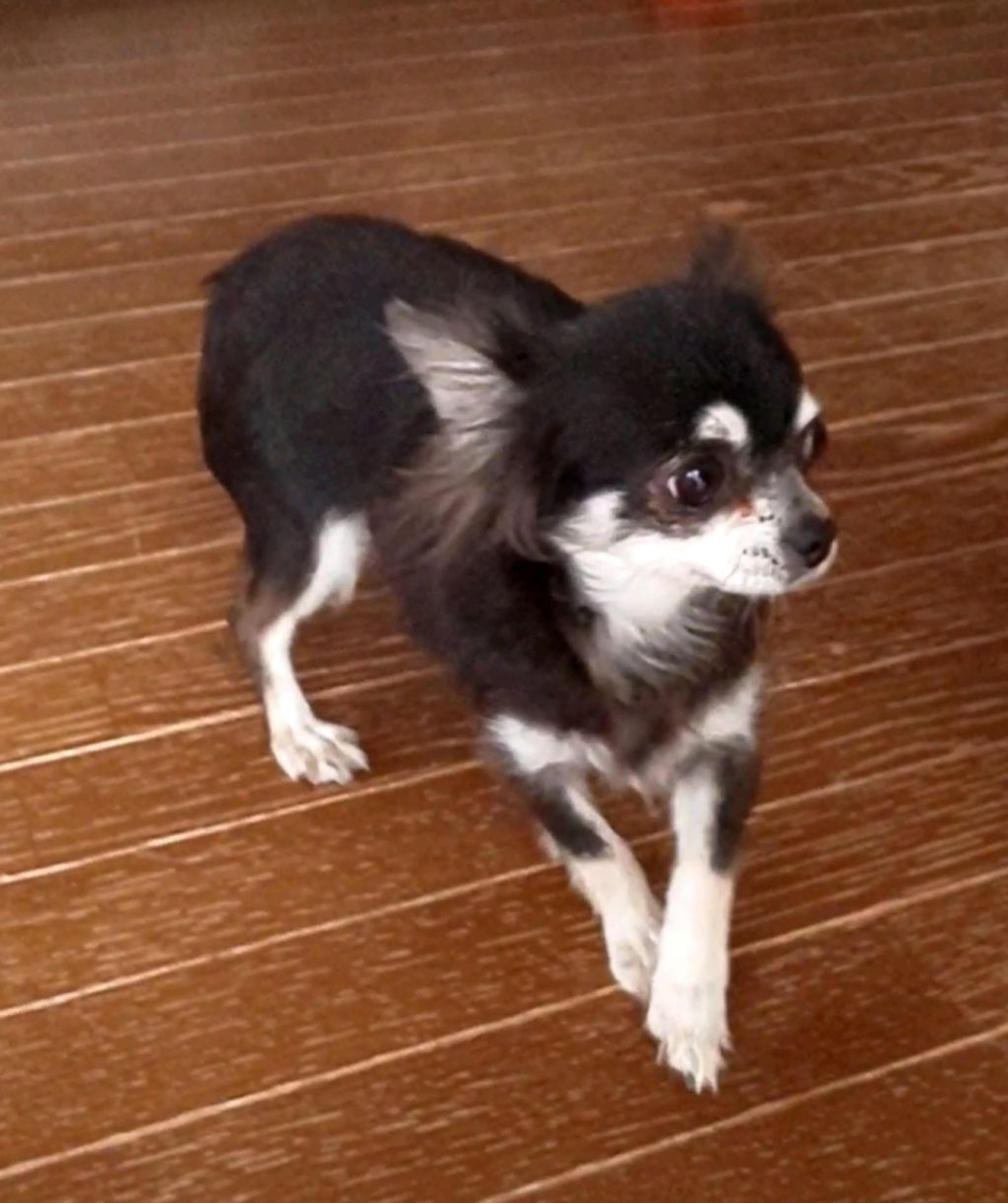 pet-image-5