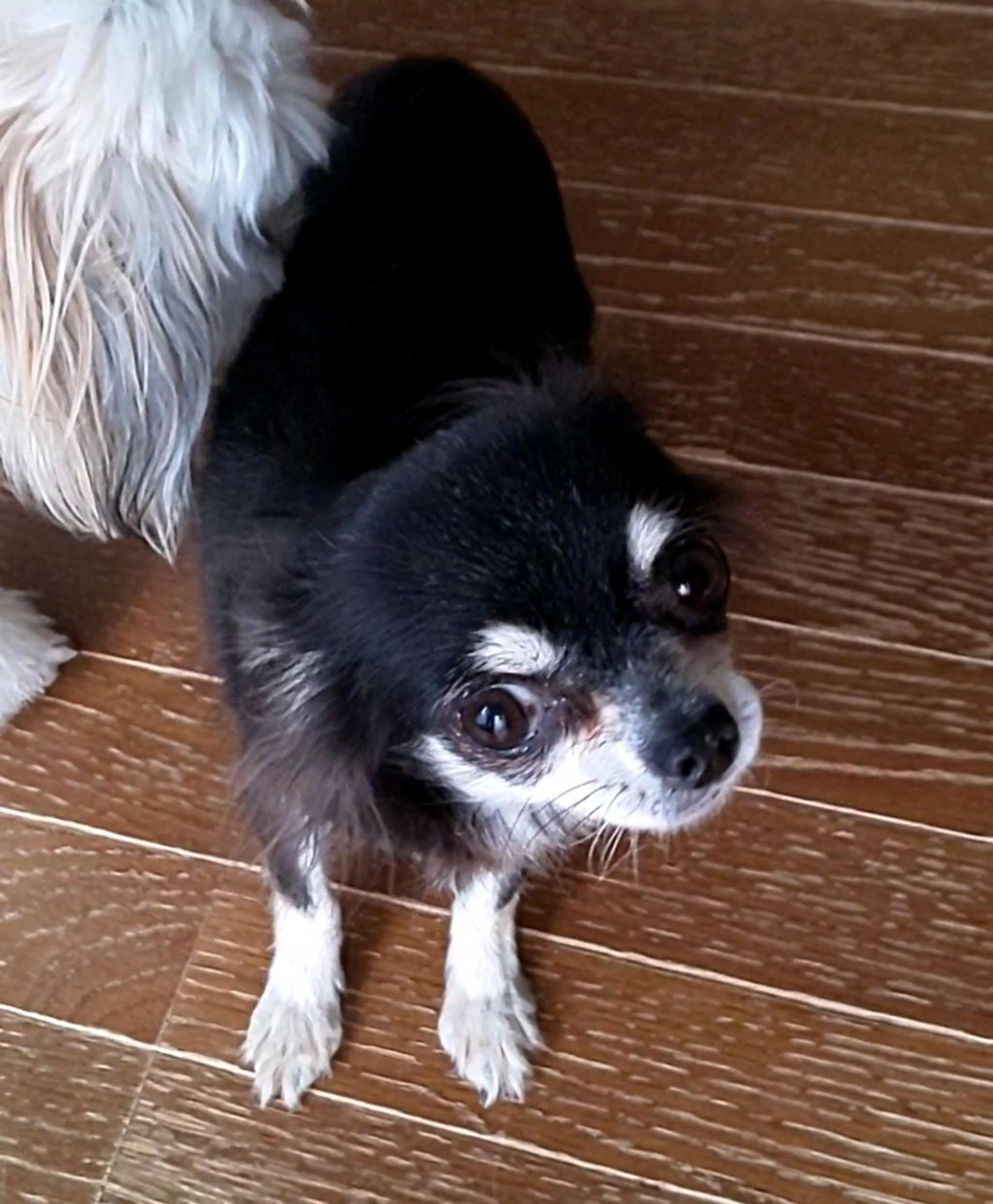 pet-image-6