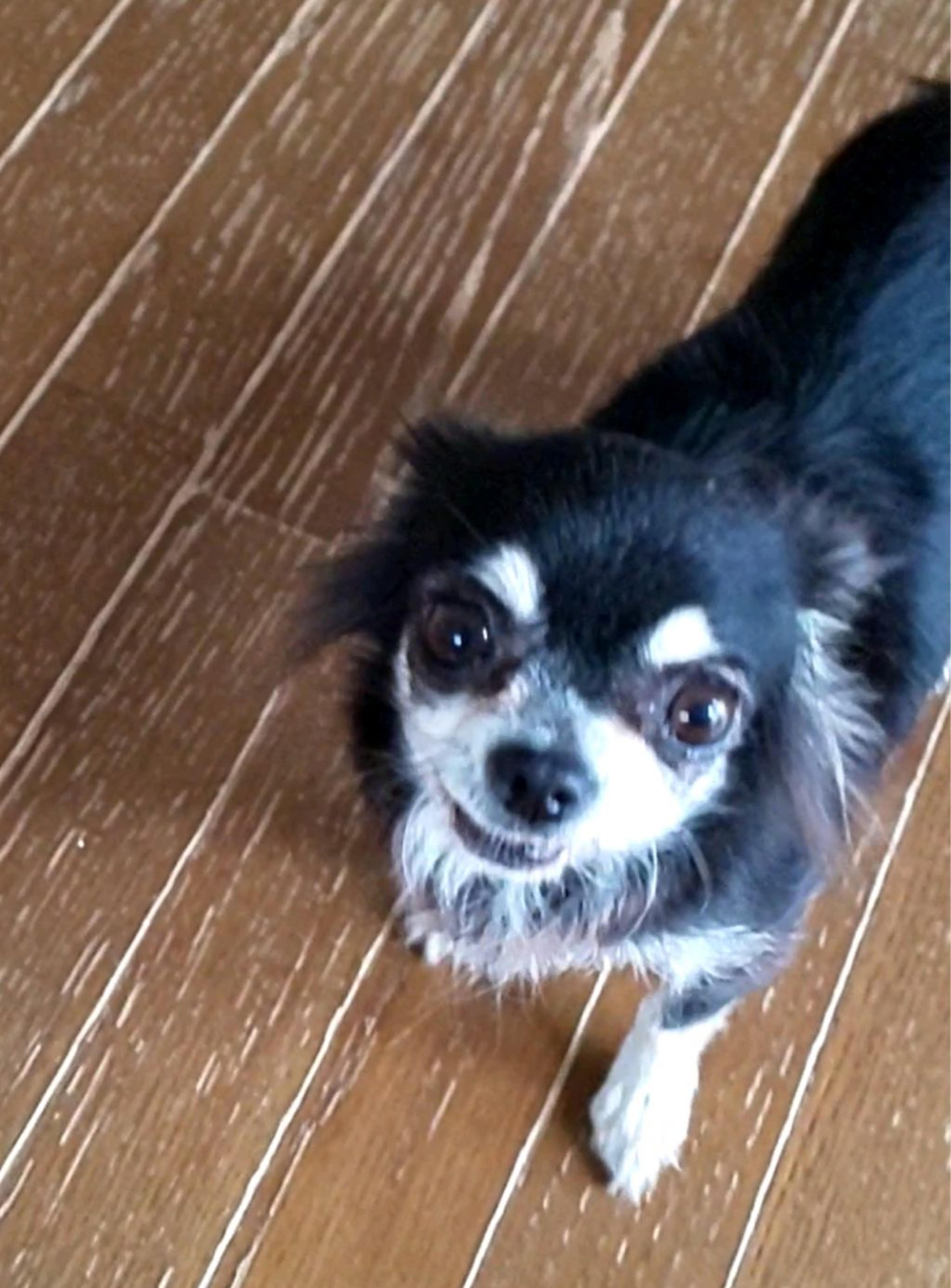 pet-image-7