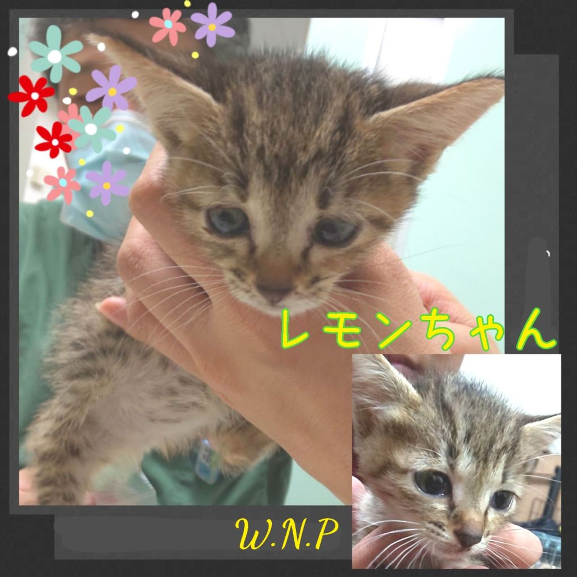 雑種（ミックス猫）・メスの里親募集の写真
