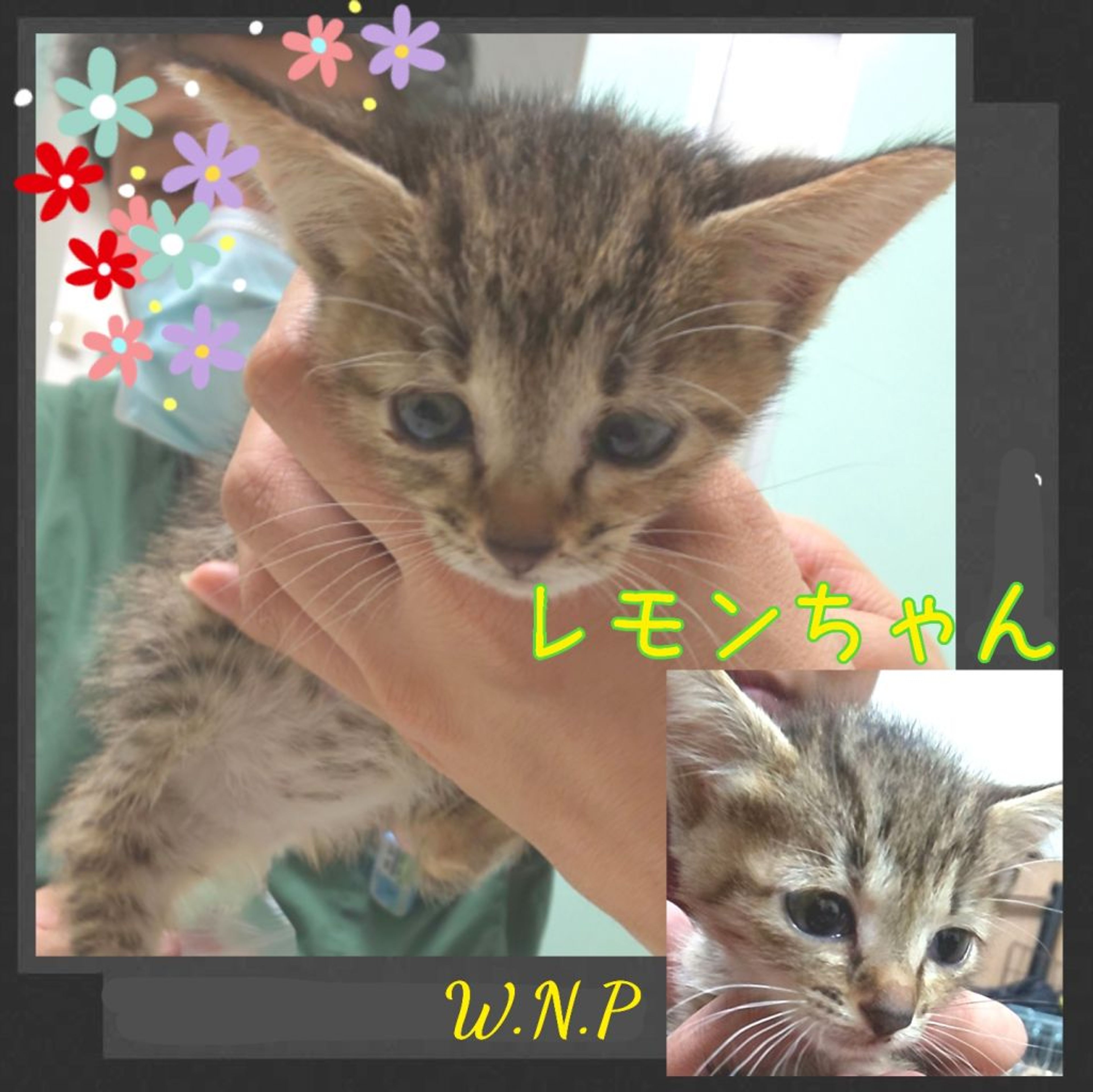 雑種（ミックス猫）・メスの里親募集の写真