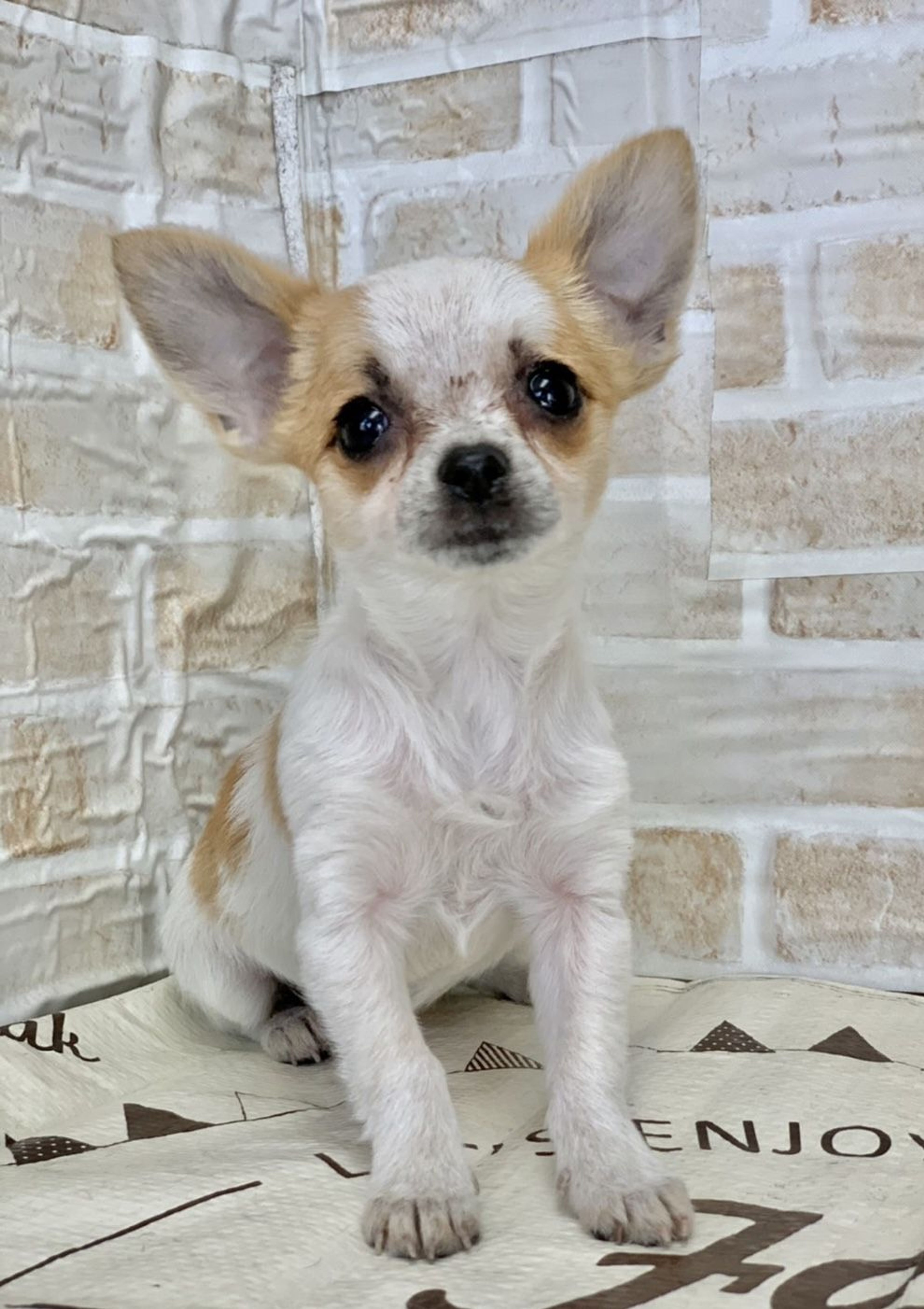 雑種（ミックス犬）・メスの里親募集の写真