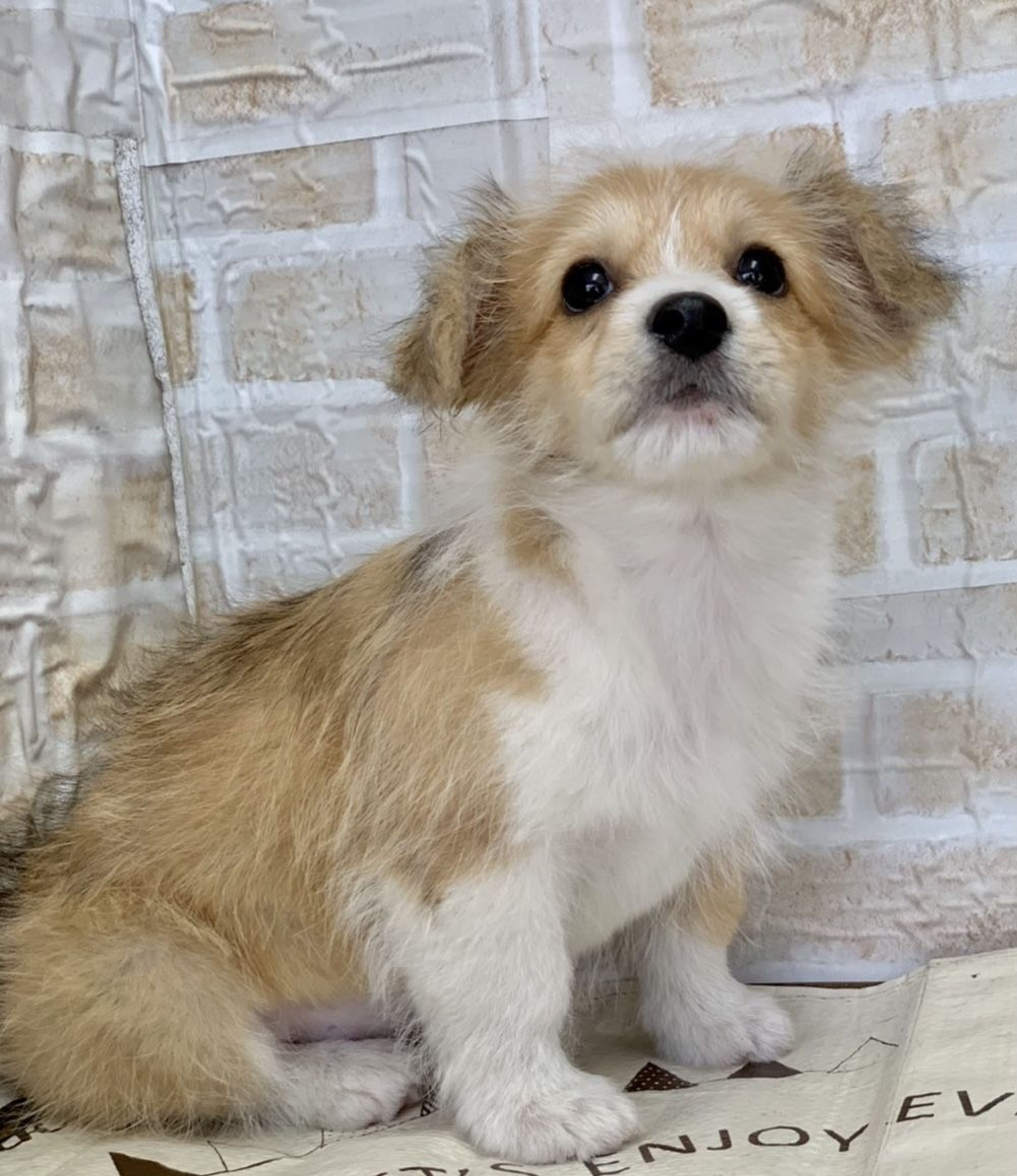 雑種（ミックス犬）・メスの里親募集の写真