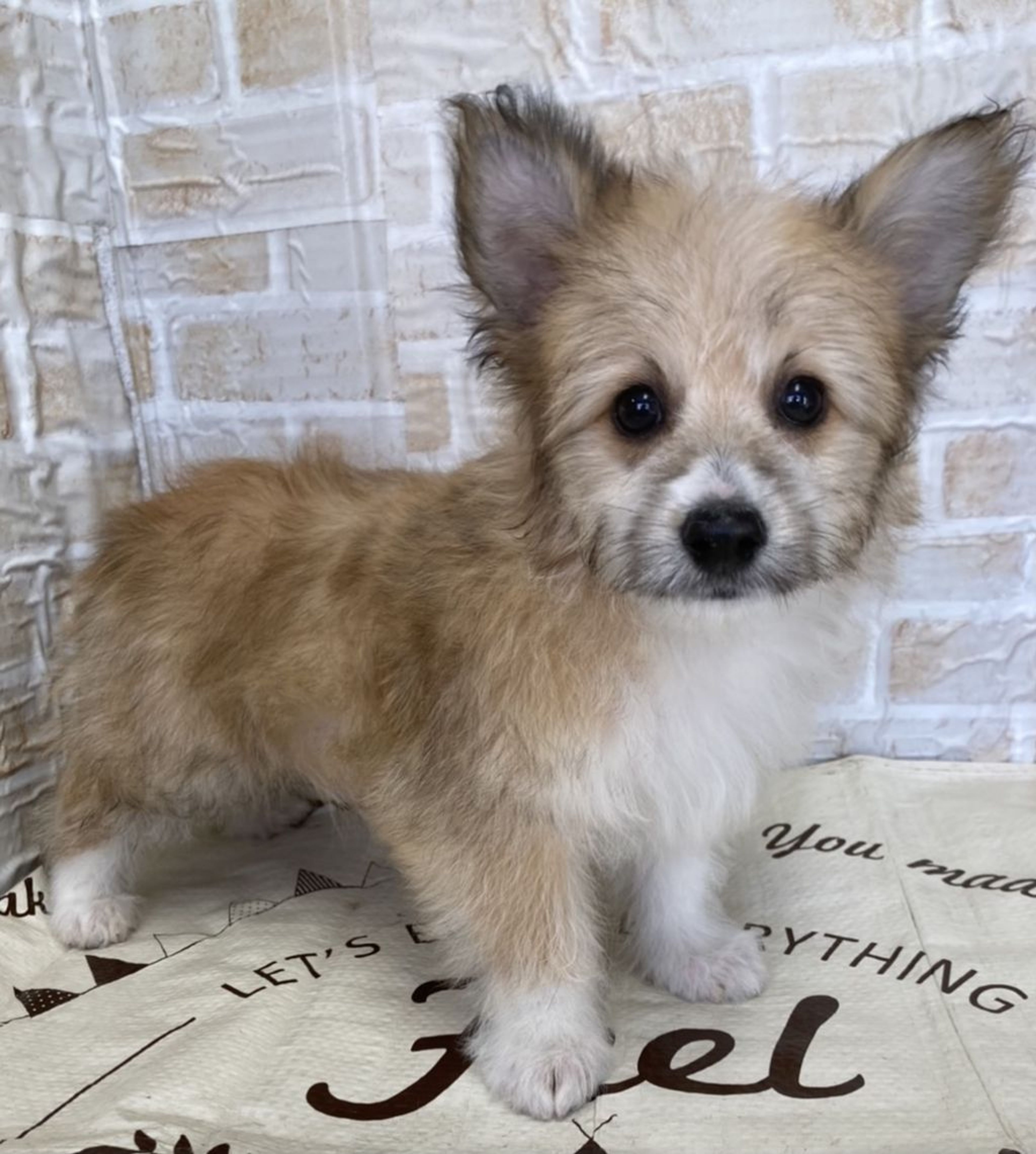 雑種（ミックス犬）・メスの里親募集の写真