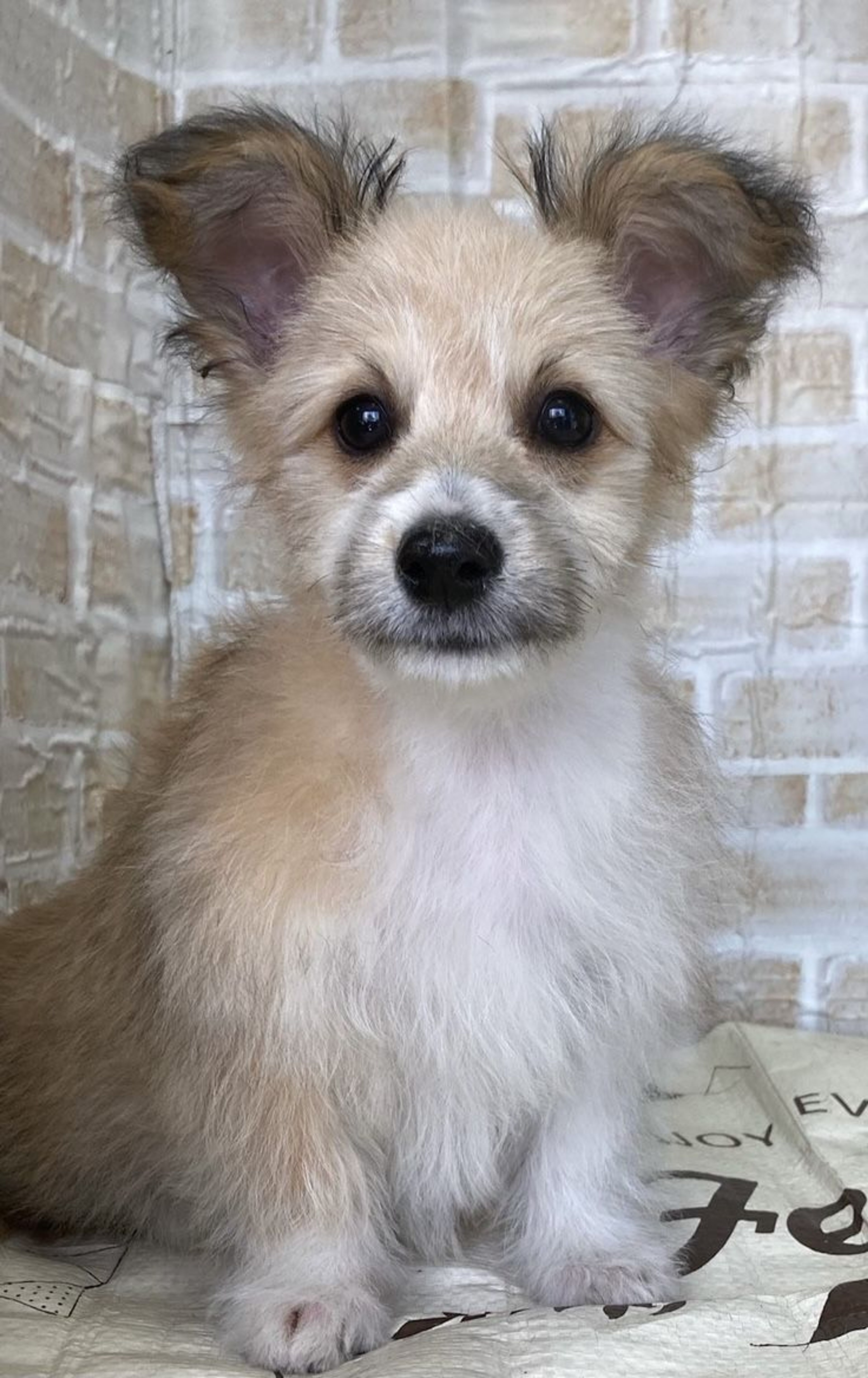 雑種（ミックス犬）・メスの里親募集の写真