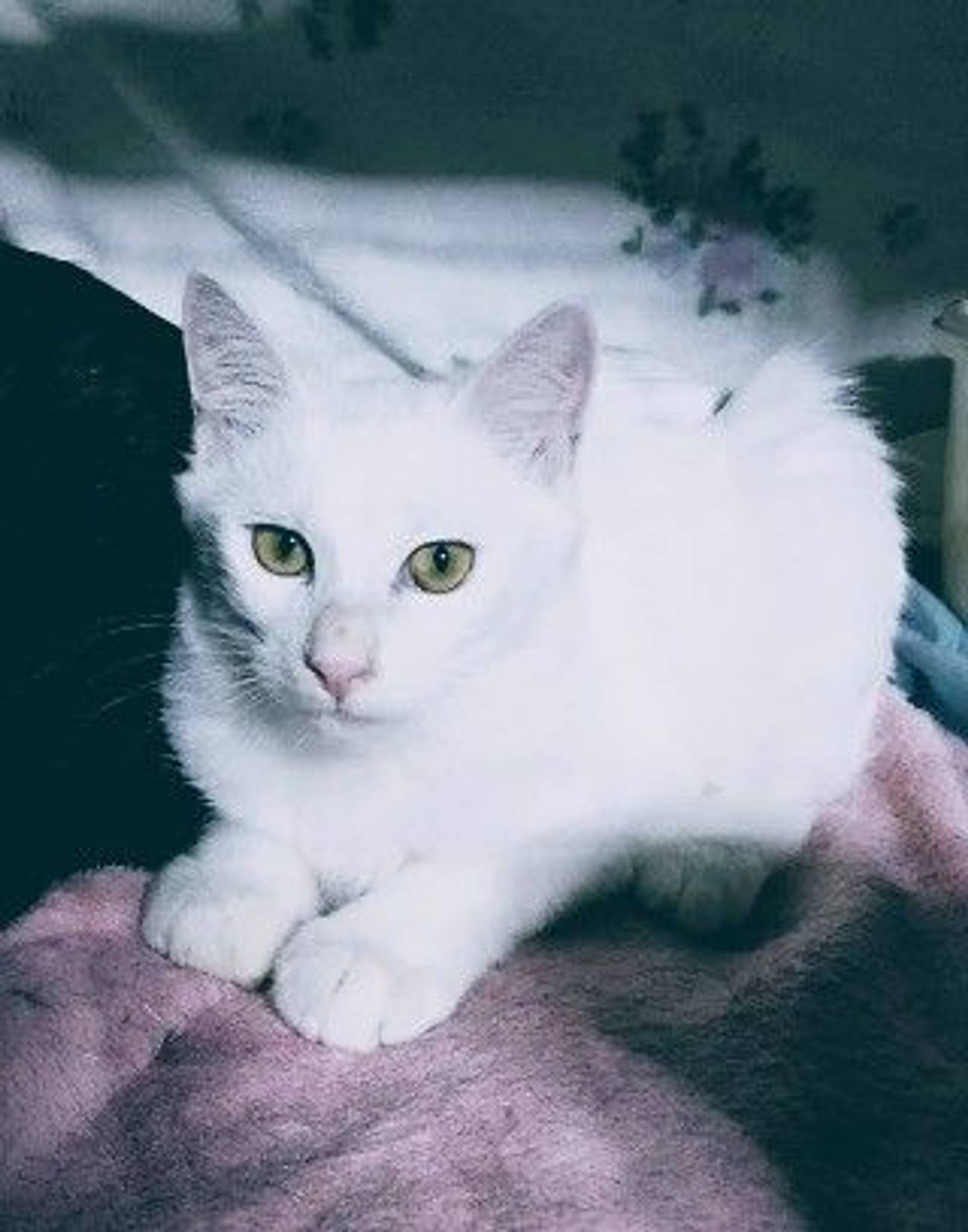 雑種（ミックス猫）・オスの里親募集の写真