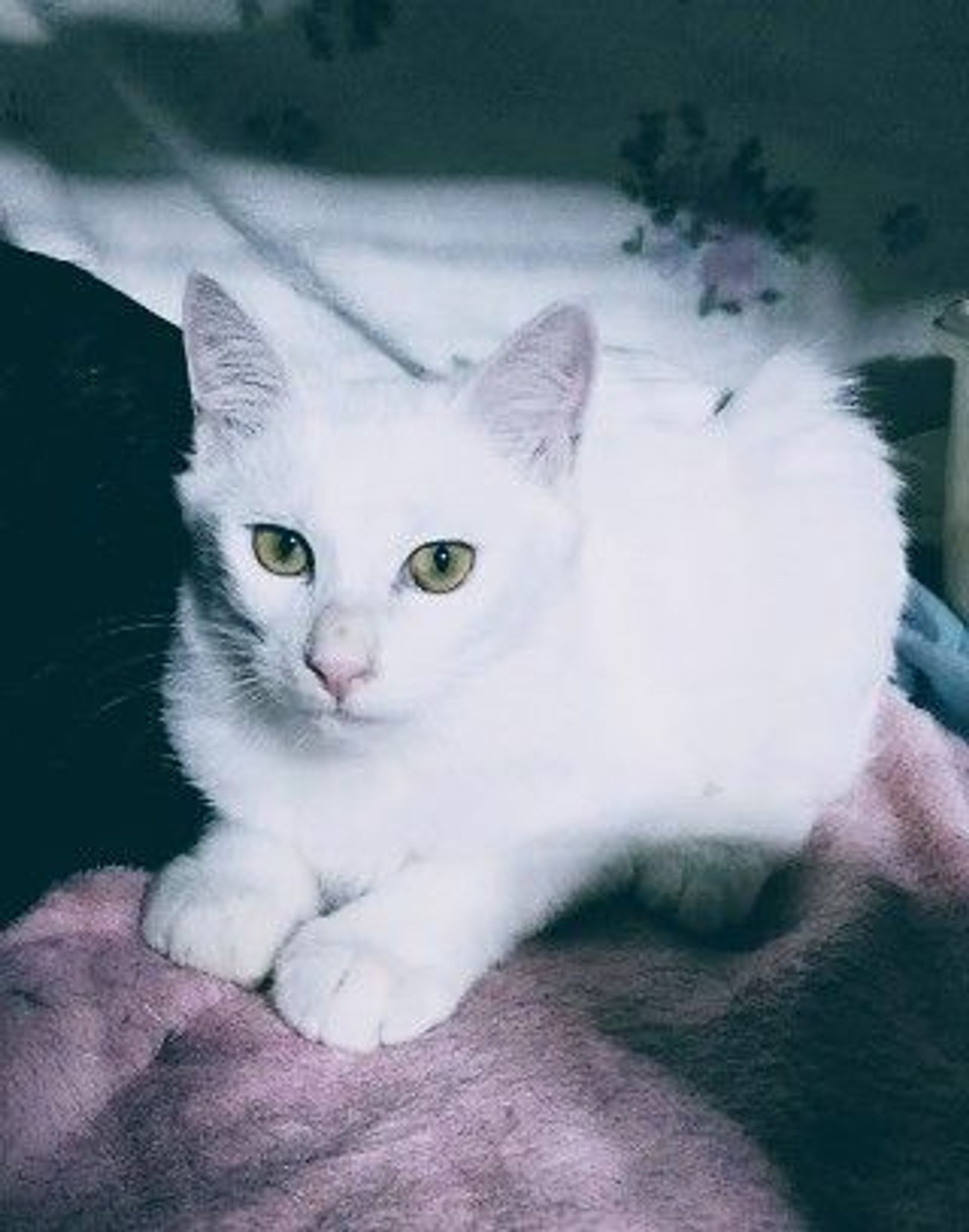 雑種（ミックス猫）・オスの里親募集の写真