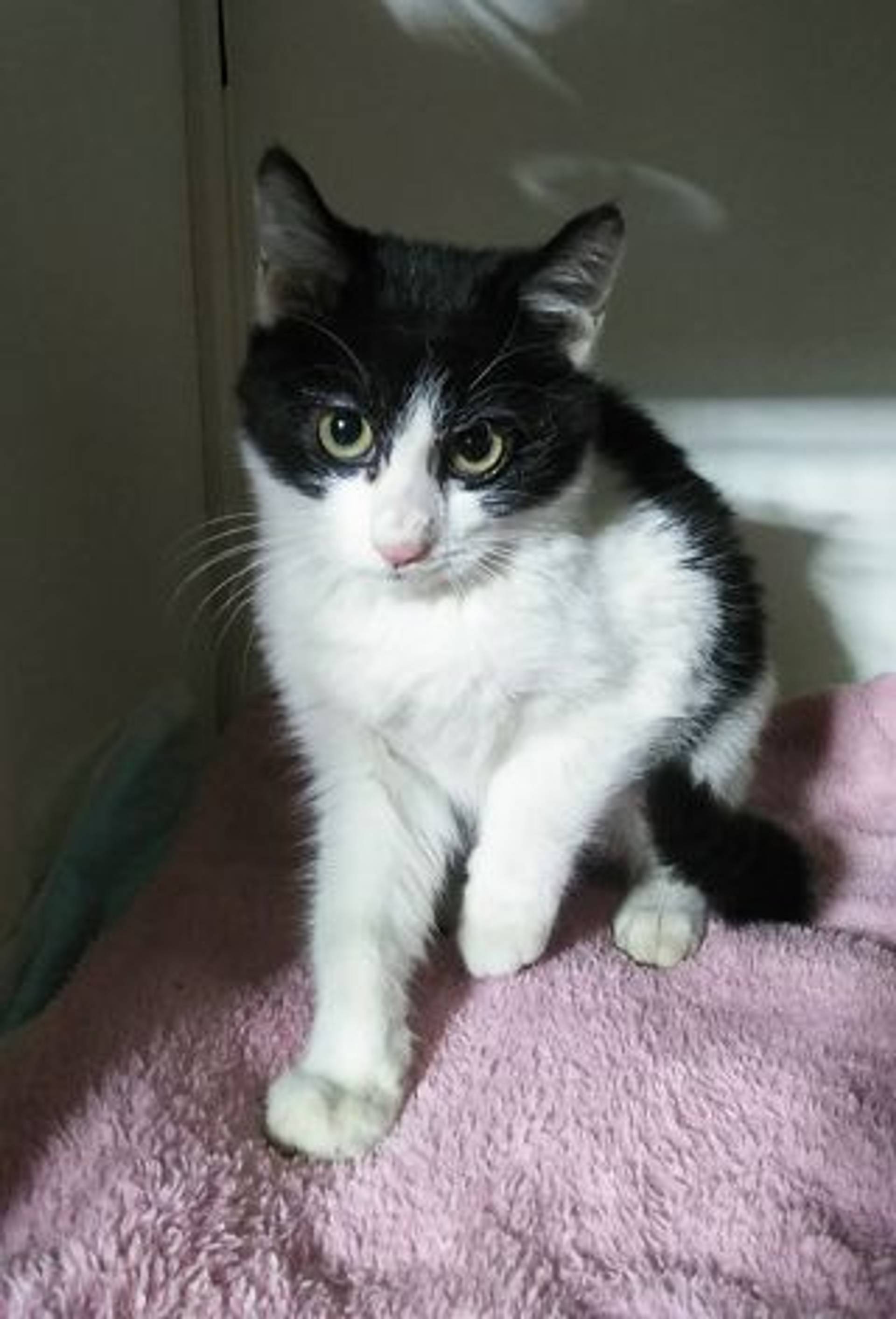 雑種（ミックス猫）・オスの里親募集の写真