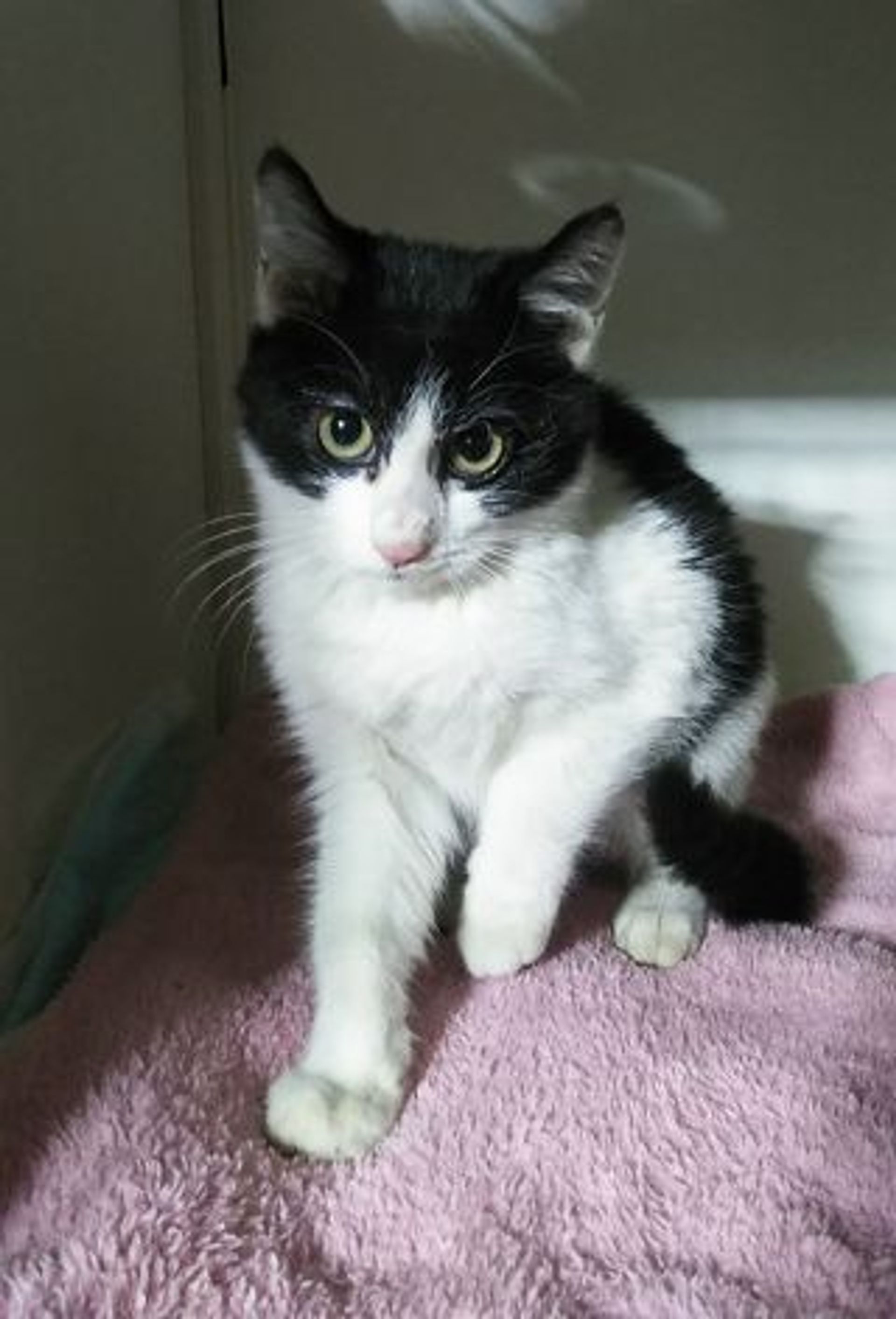 雑種（ミックス猫）・オスの里親募集の写真