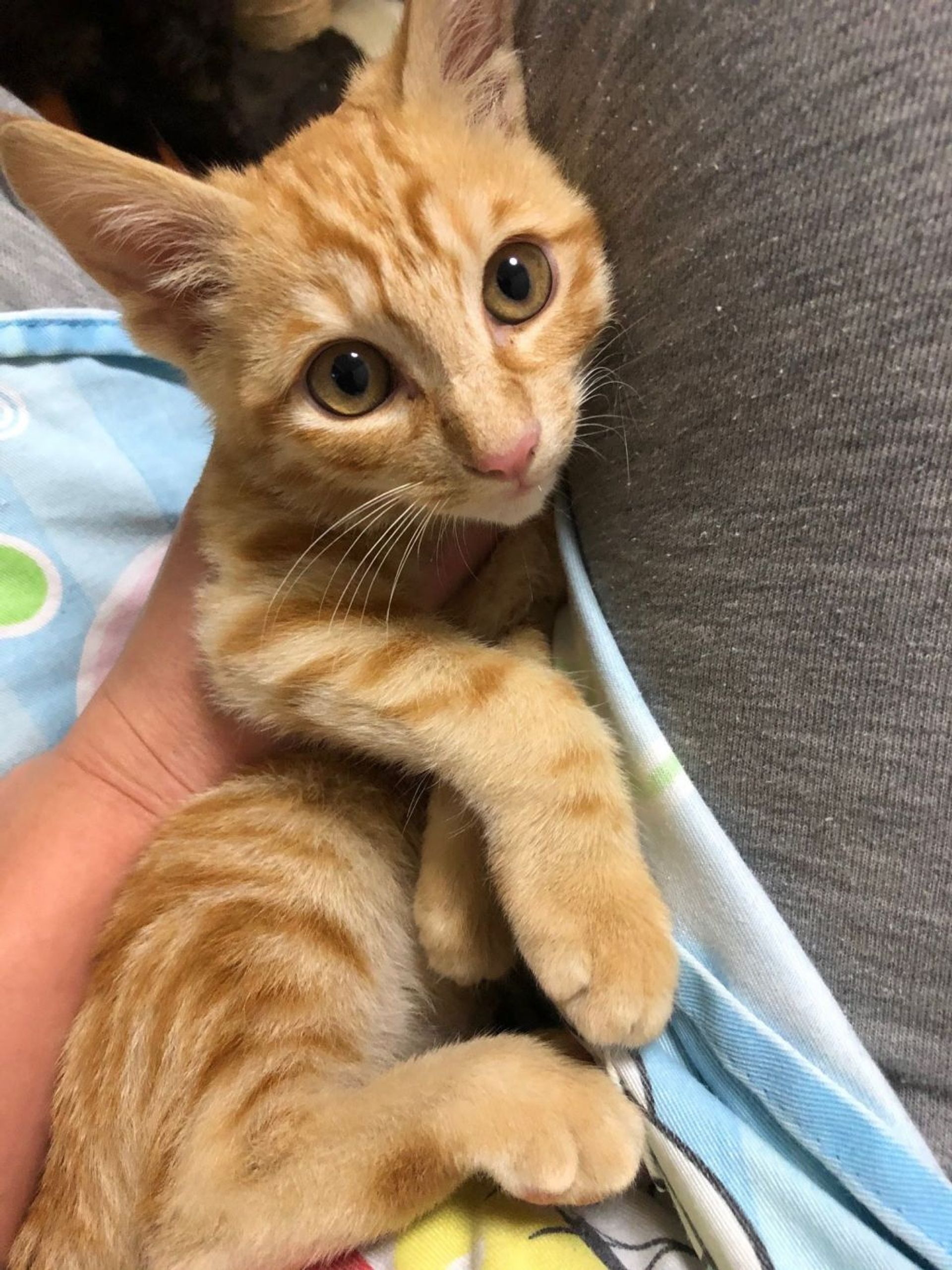 雑種（ミックス猫）・オスの里親募集の写真
