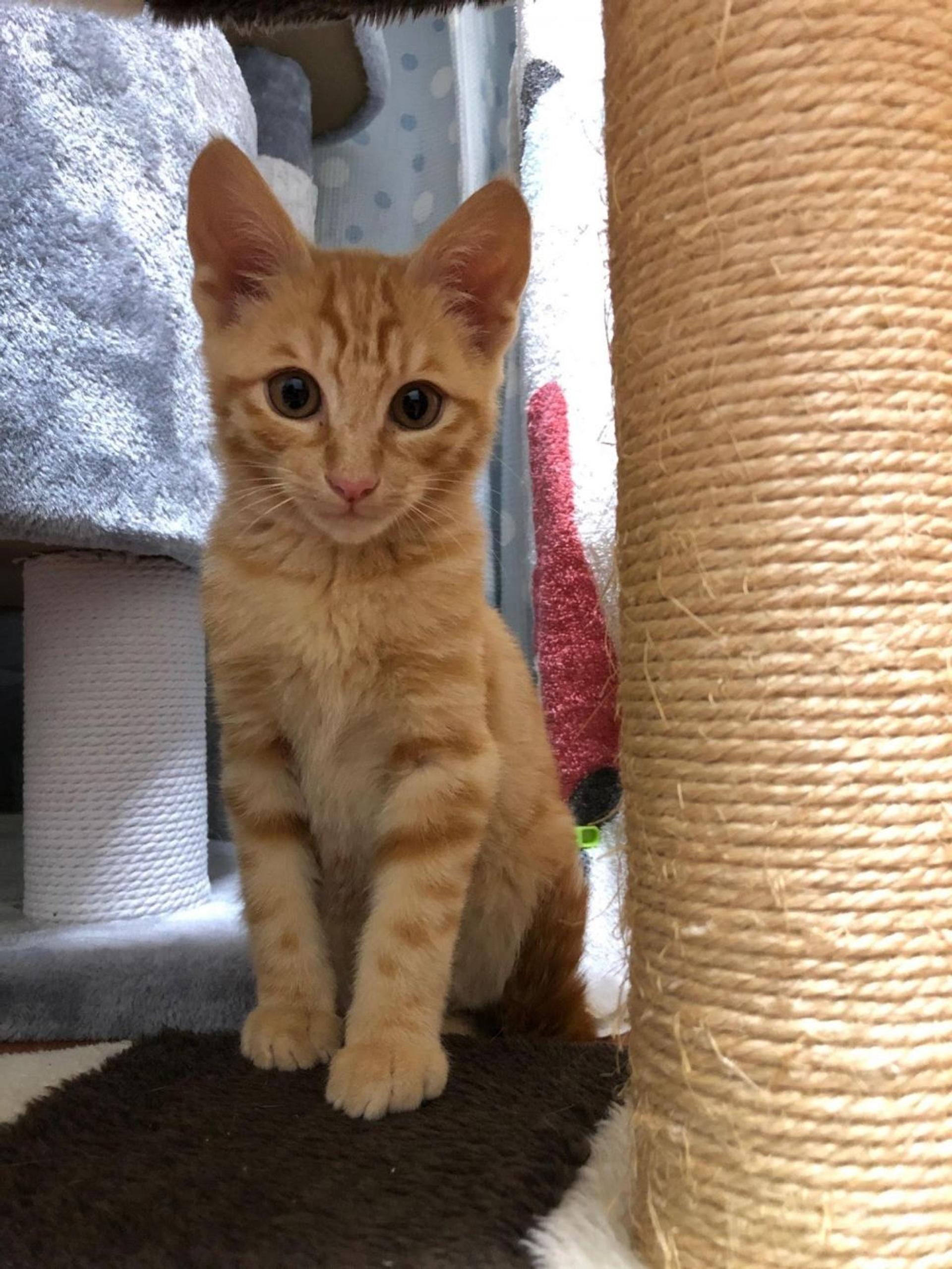 pet-image-2