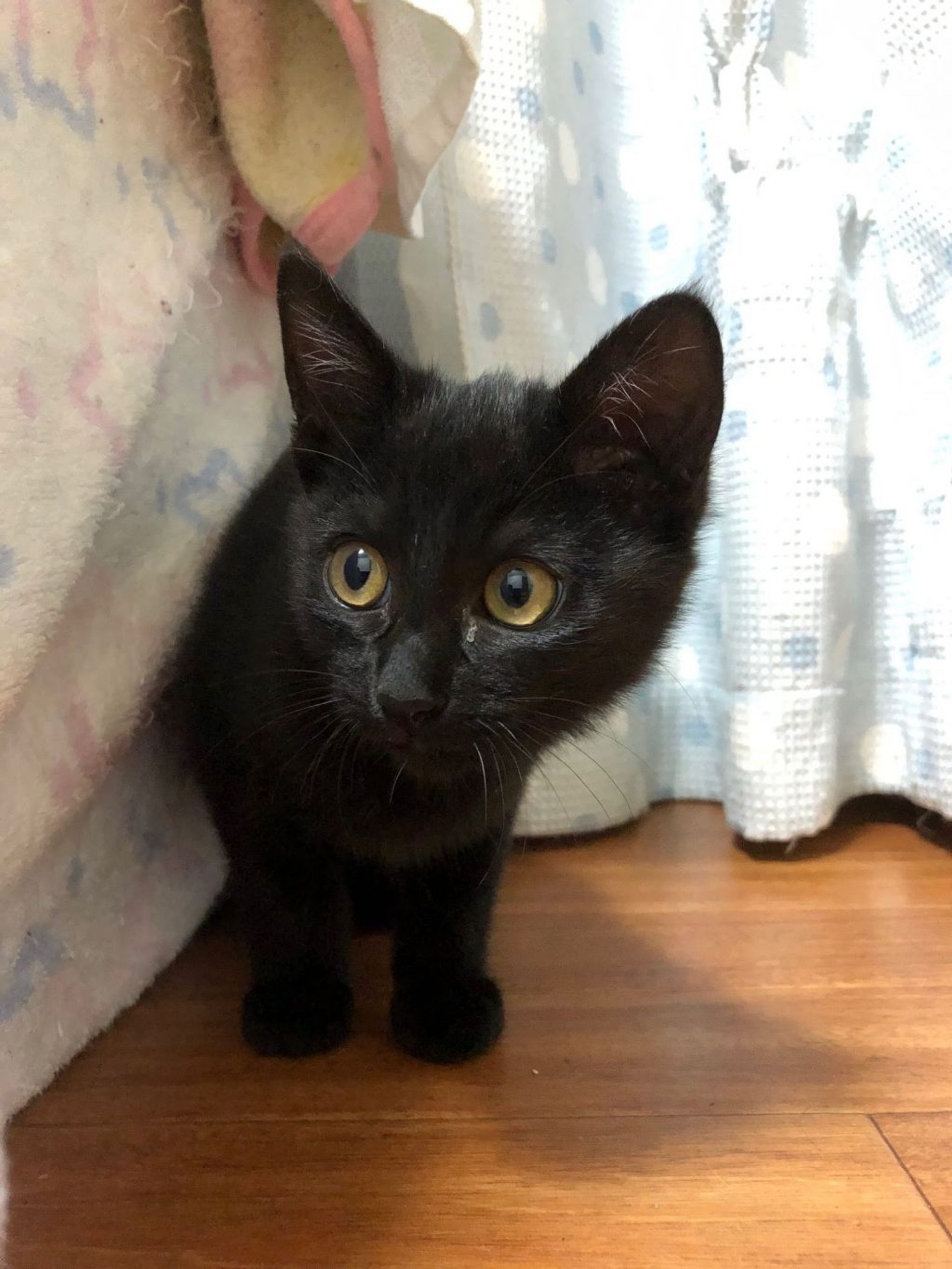 雑種（ミックス猫）・オスの里親募集の写真