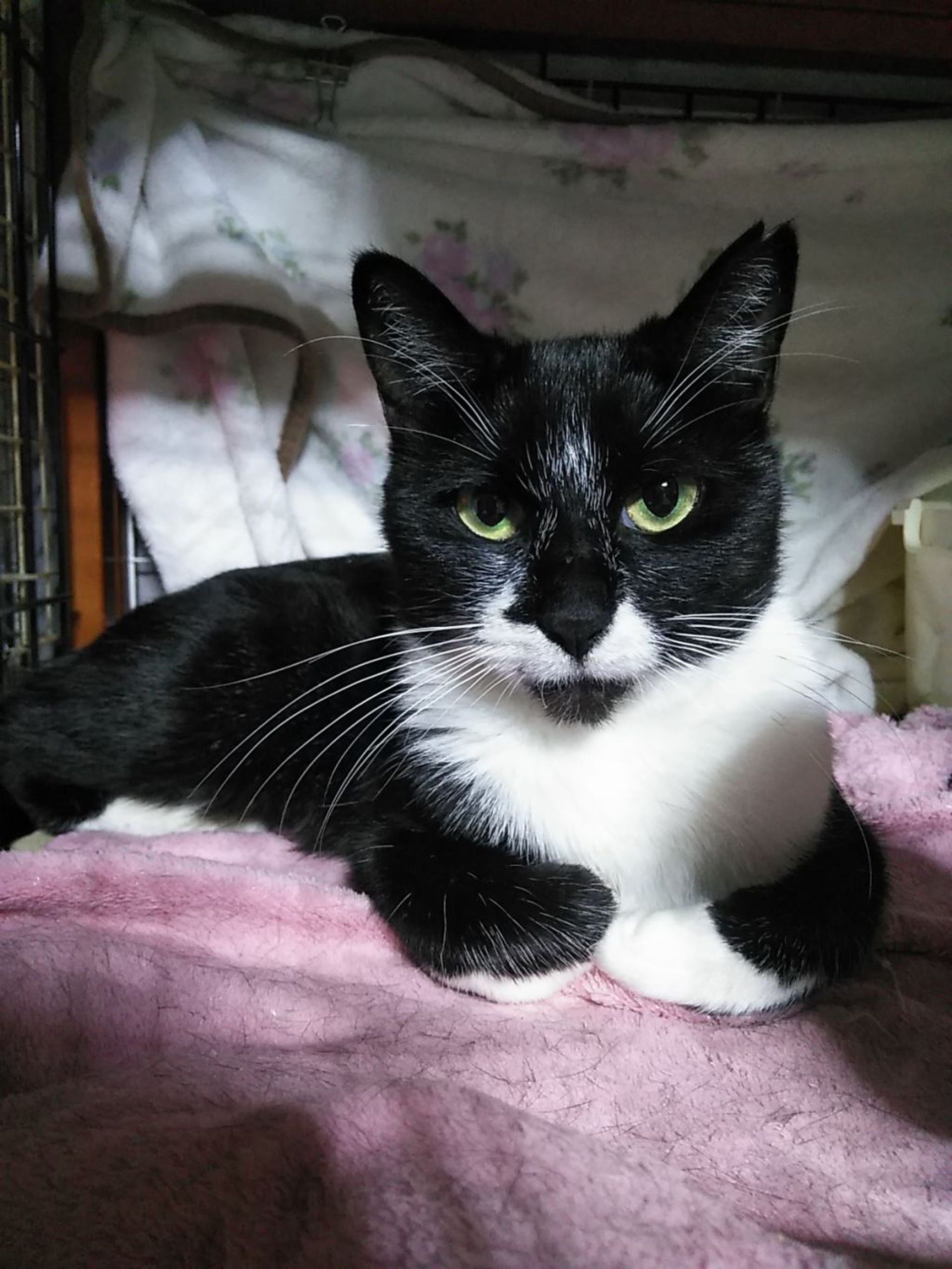 雑種（ミックス猫）・メスの里親募集の写真
