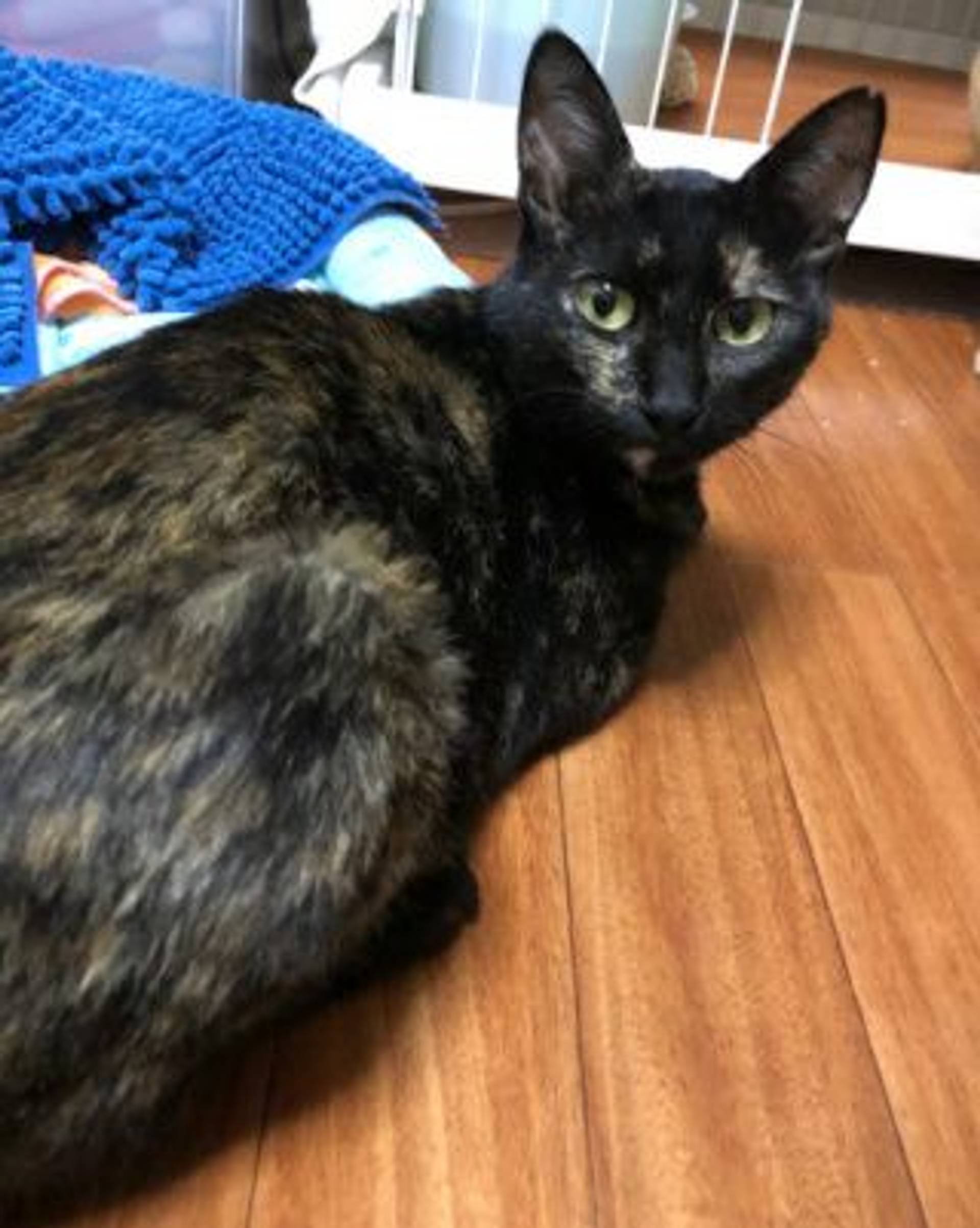 雑種（ミックス猫）・メスの里親募集の写真
