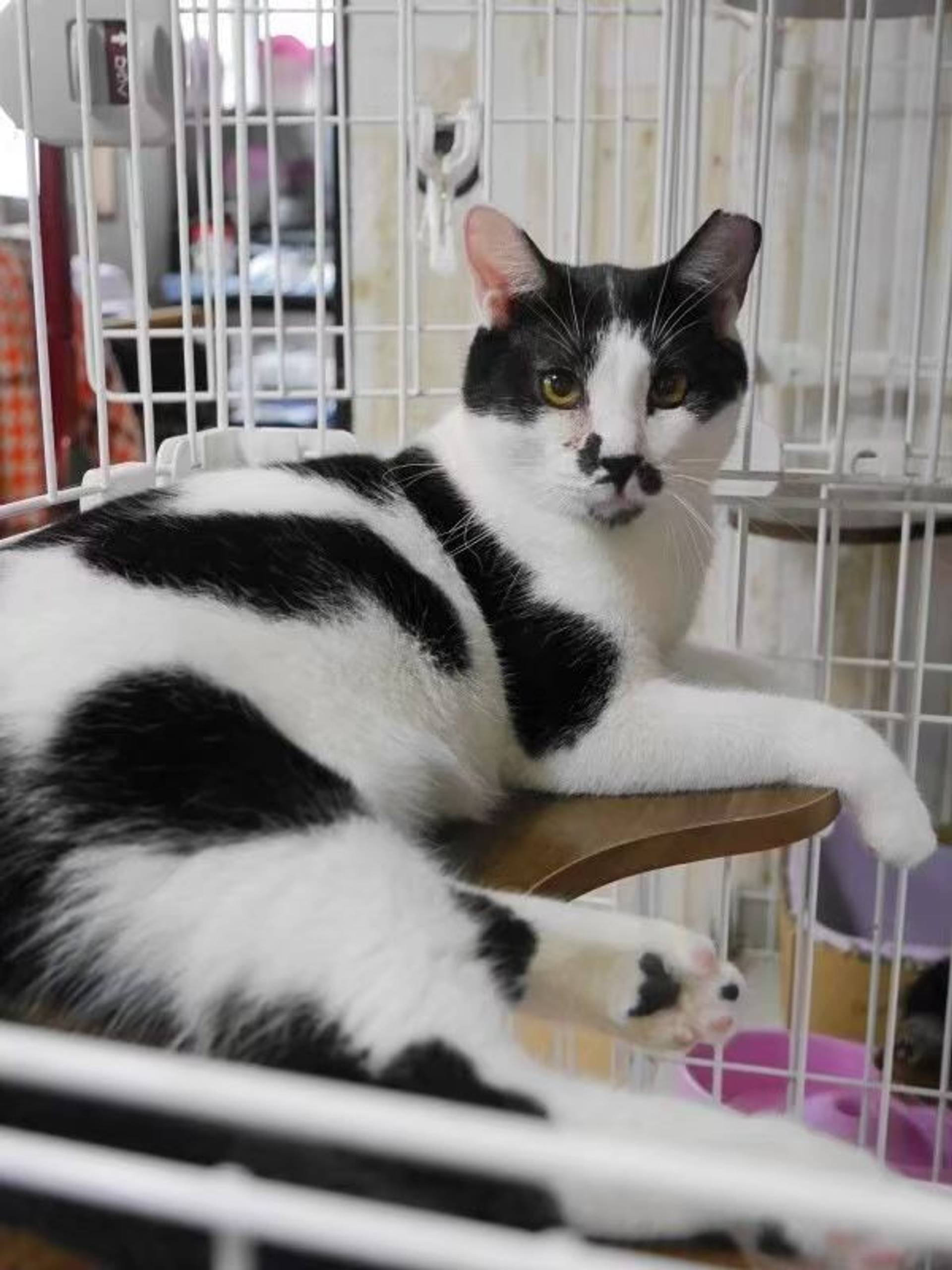 雑種（ミックス猫）・オスの里親募集の写真