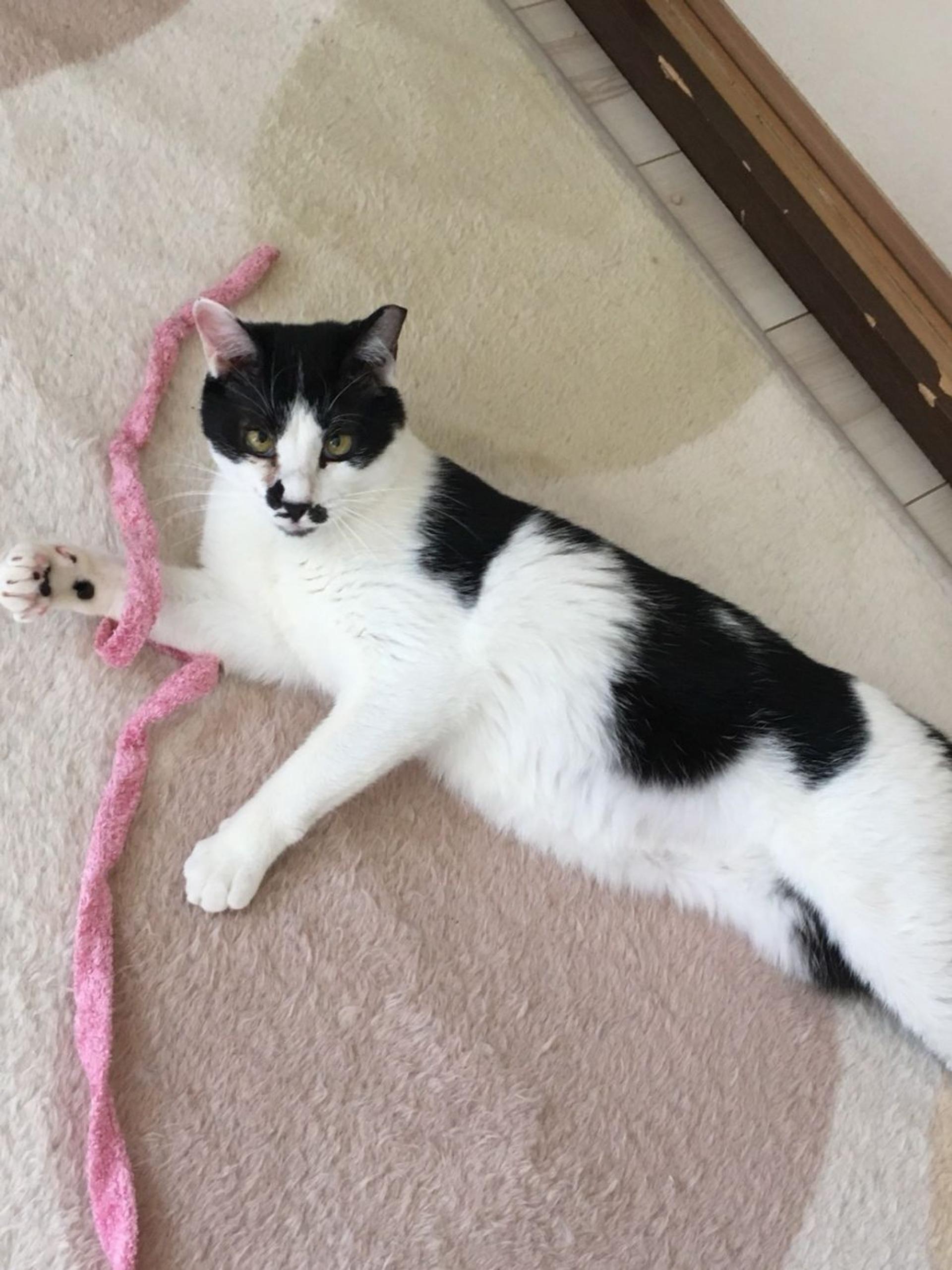 pet-image-2
