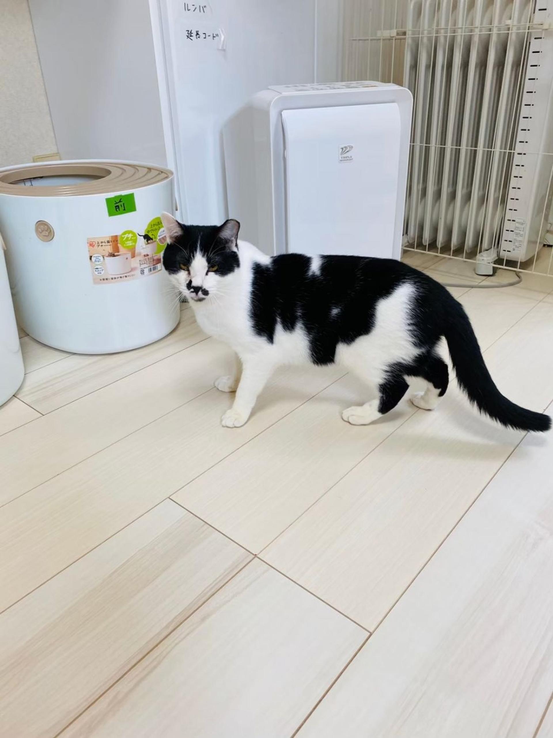 pet-image-7