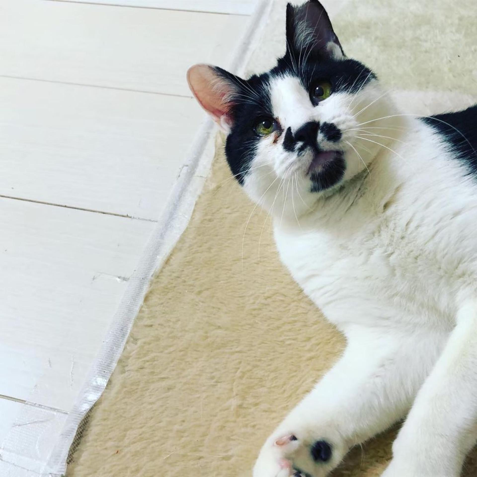 pet-image-9