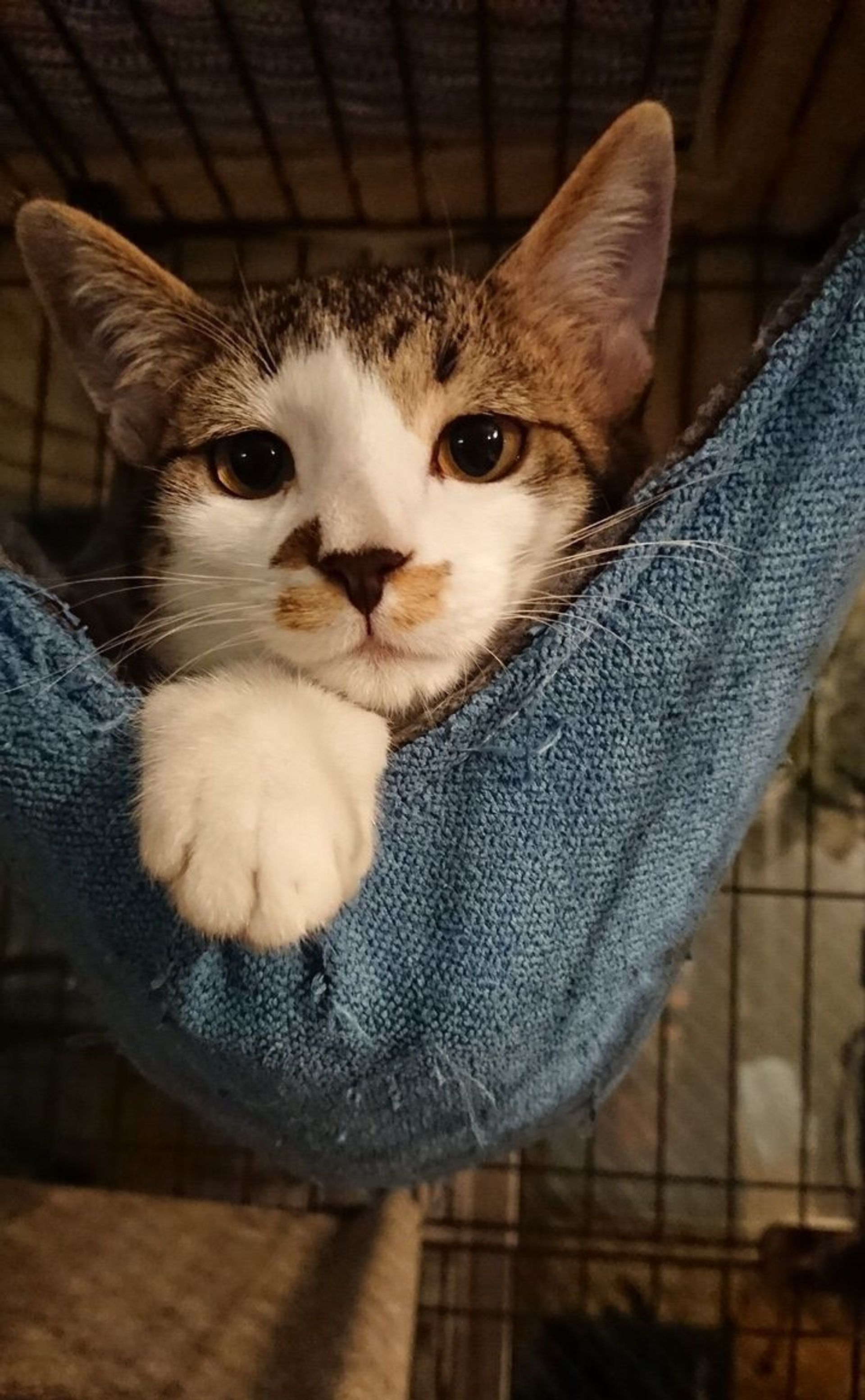 雑種（ミックス猫）・メスの里親募集の写真
