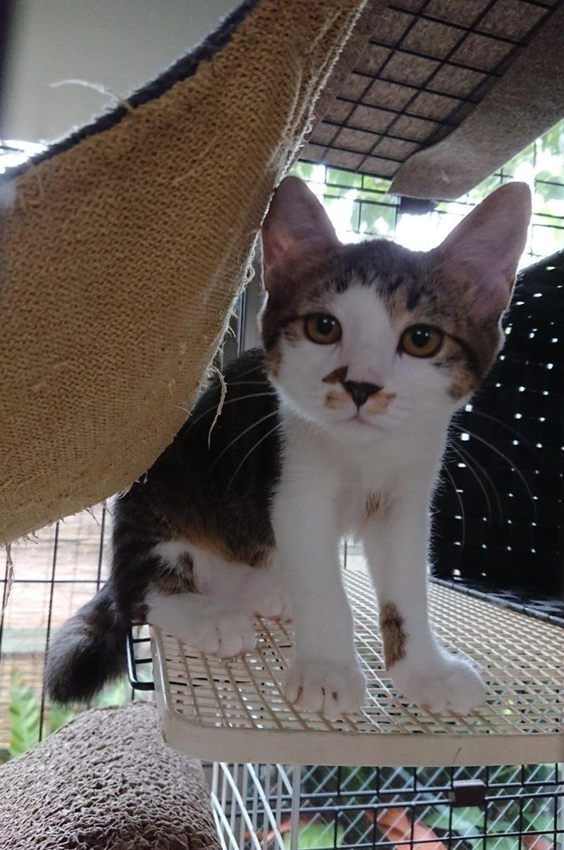 pet-image-3