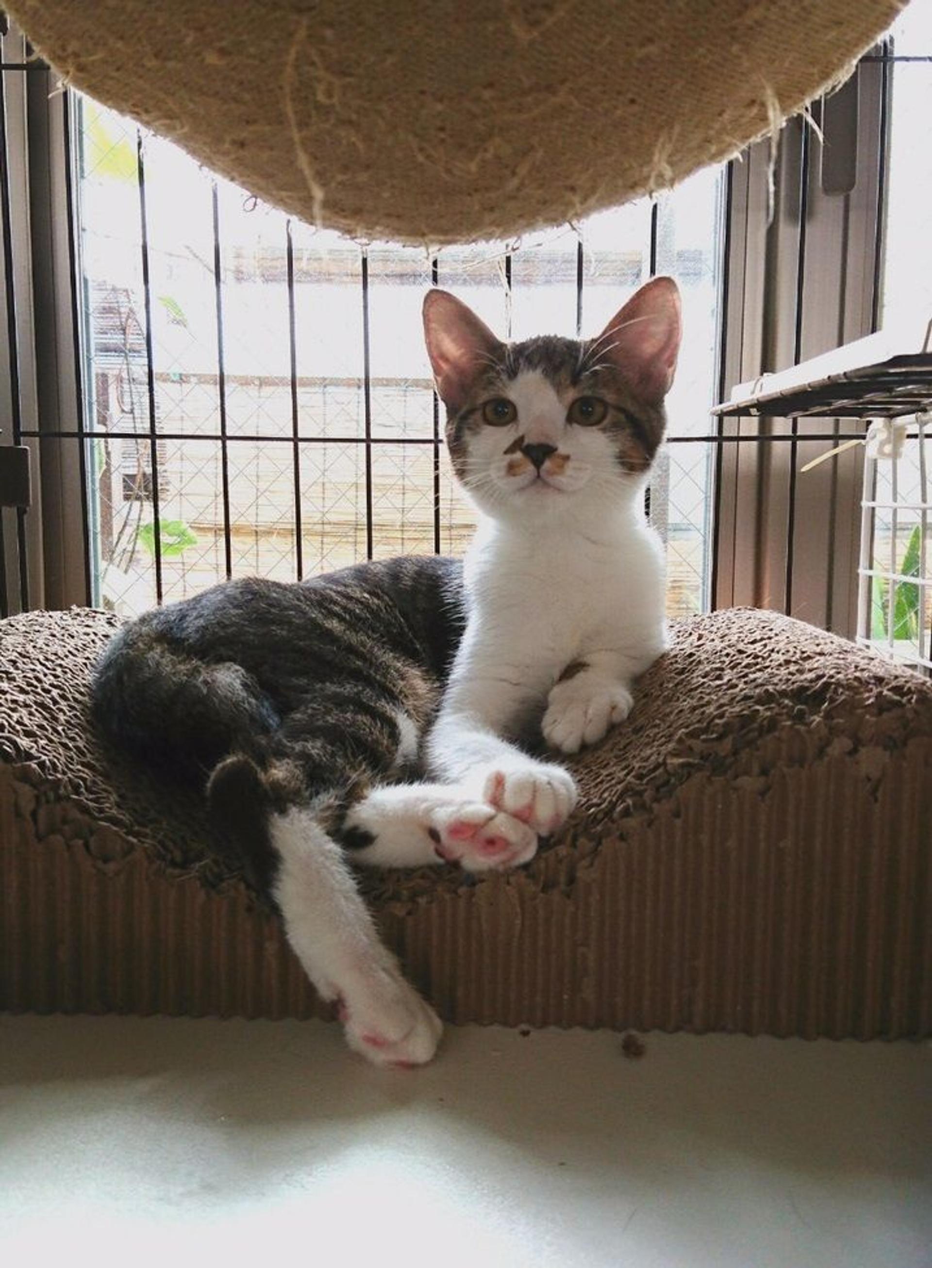pet-image-4