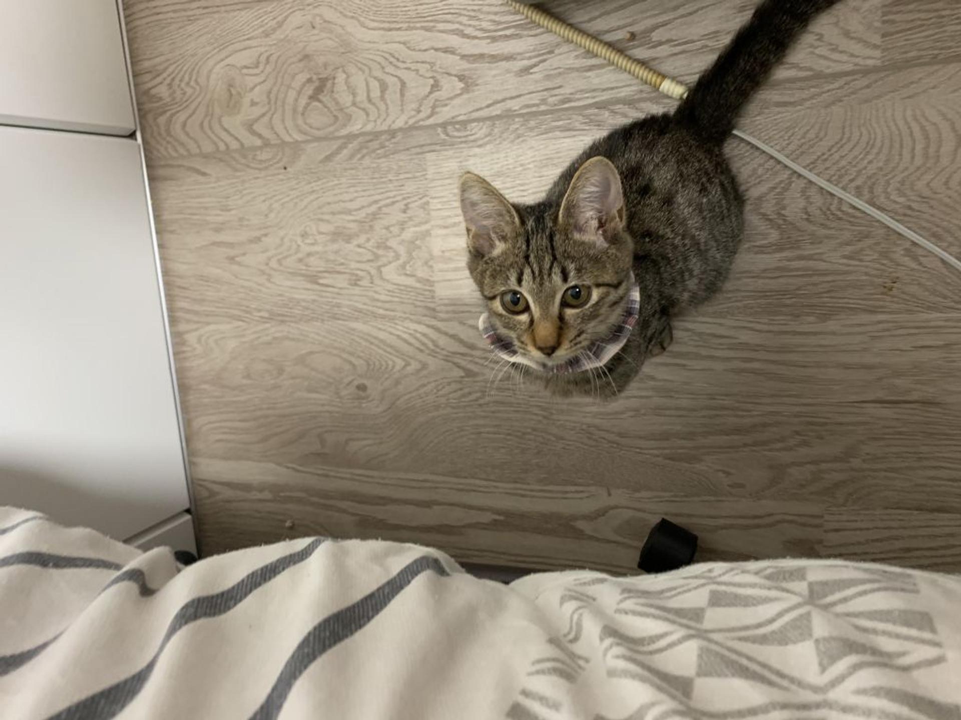 pet-image-3