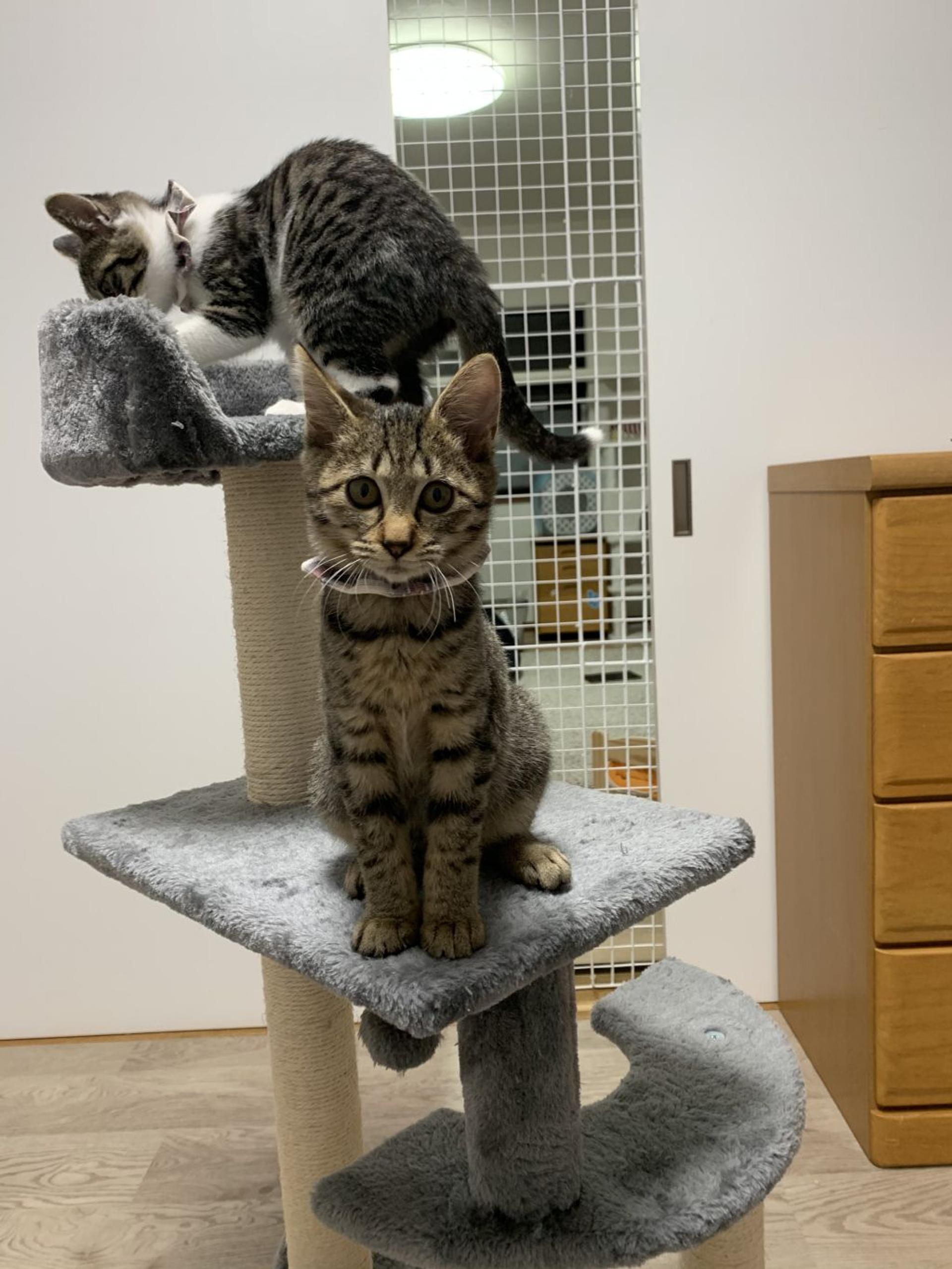 pet-image-5