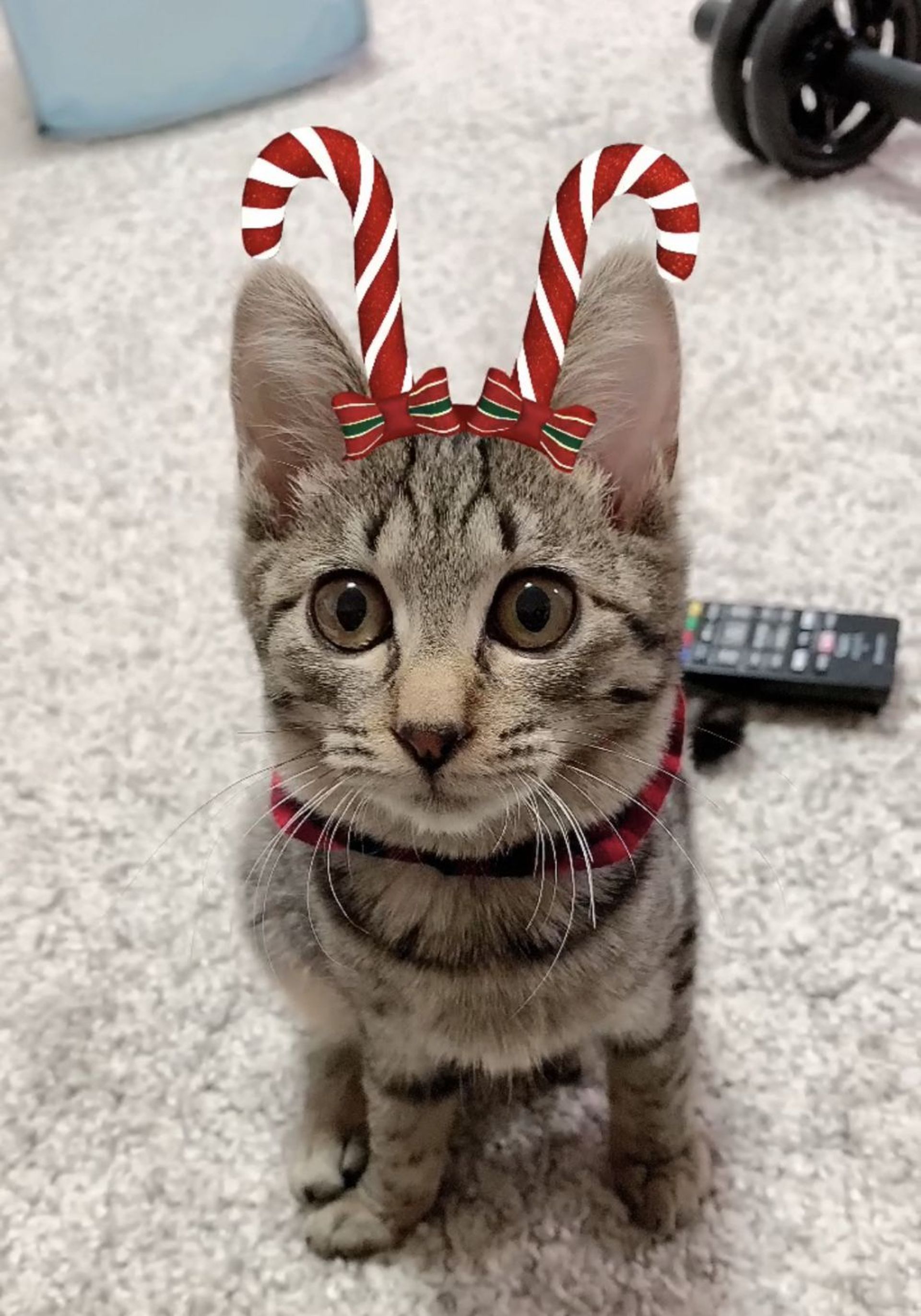 雑種（ミックス猫）・メスの里親募集の写真