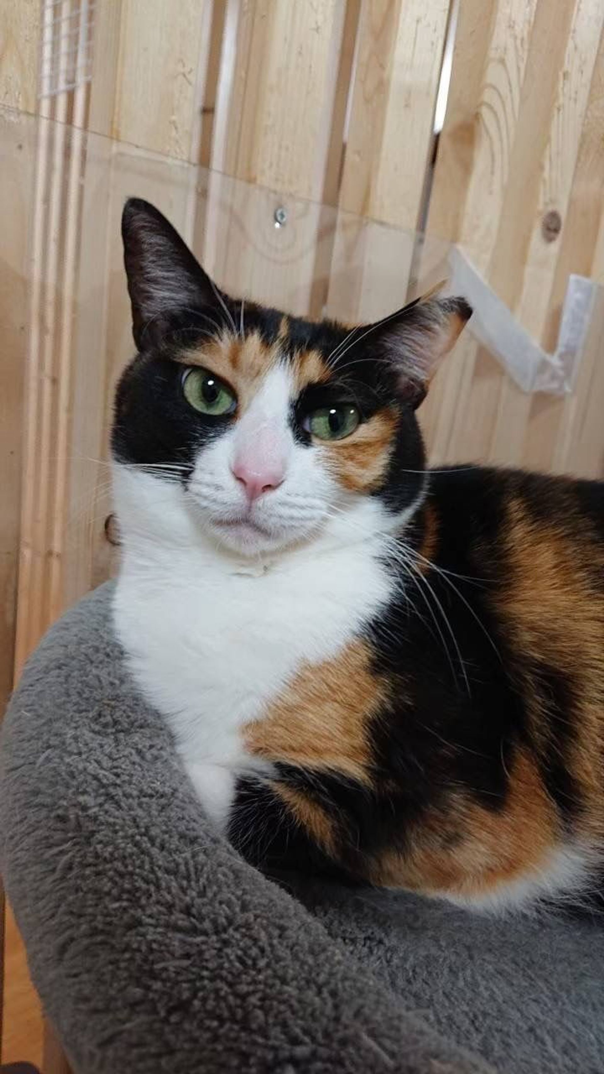 雑種（ミックス猫）・メスの里親募集の写真
