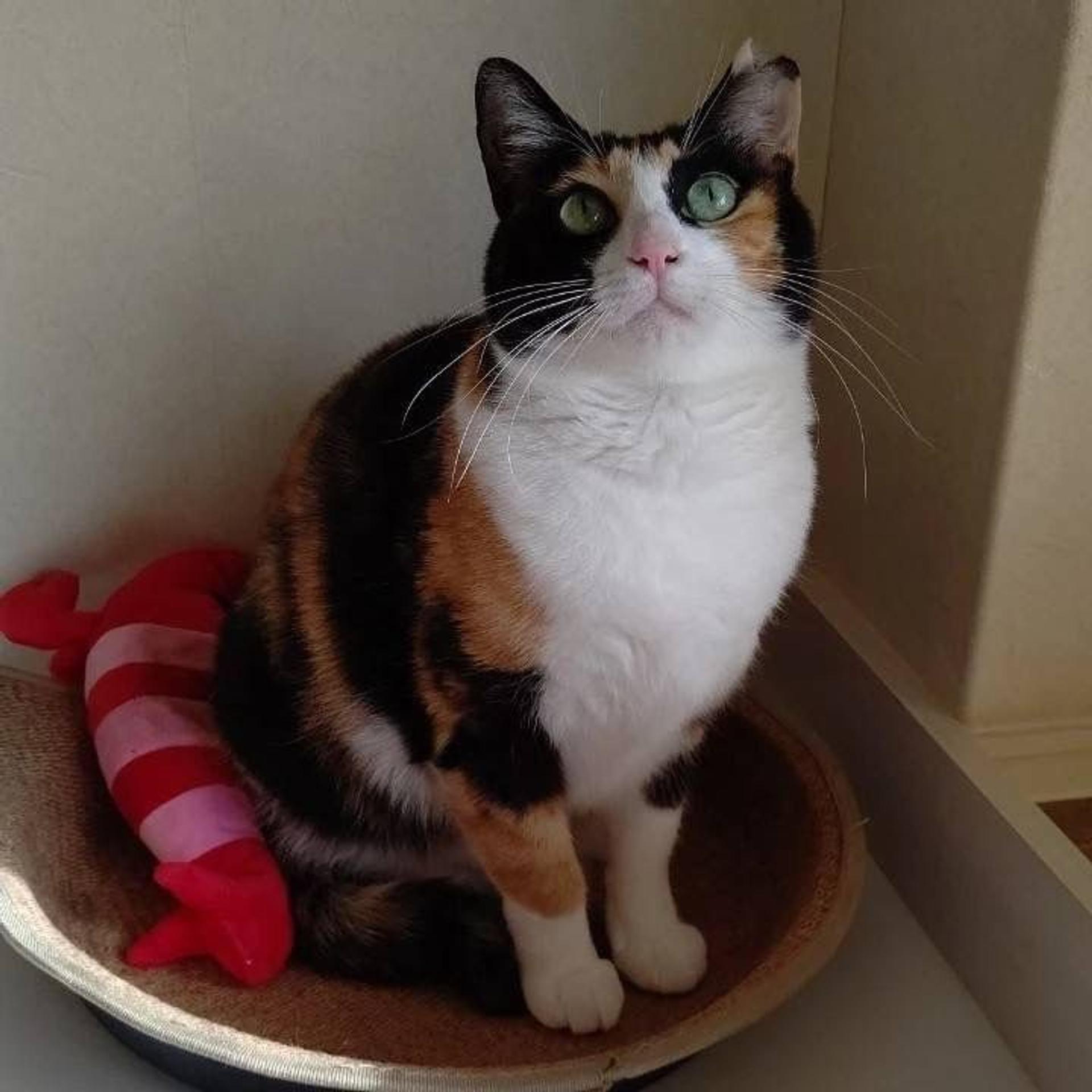 pet-image-3