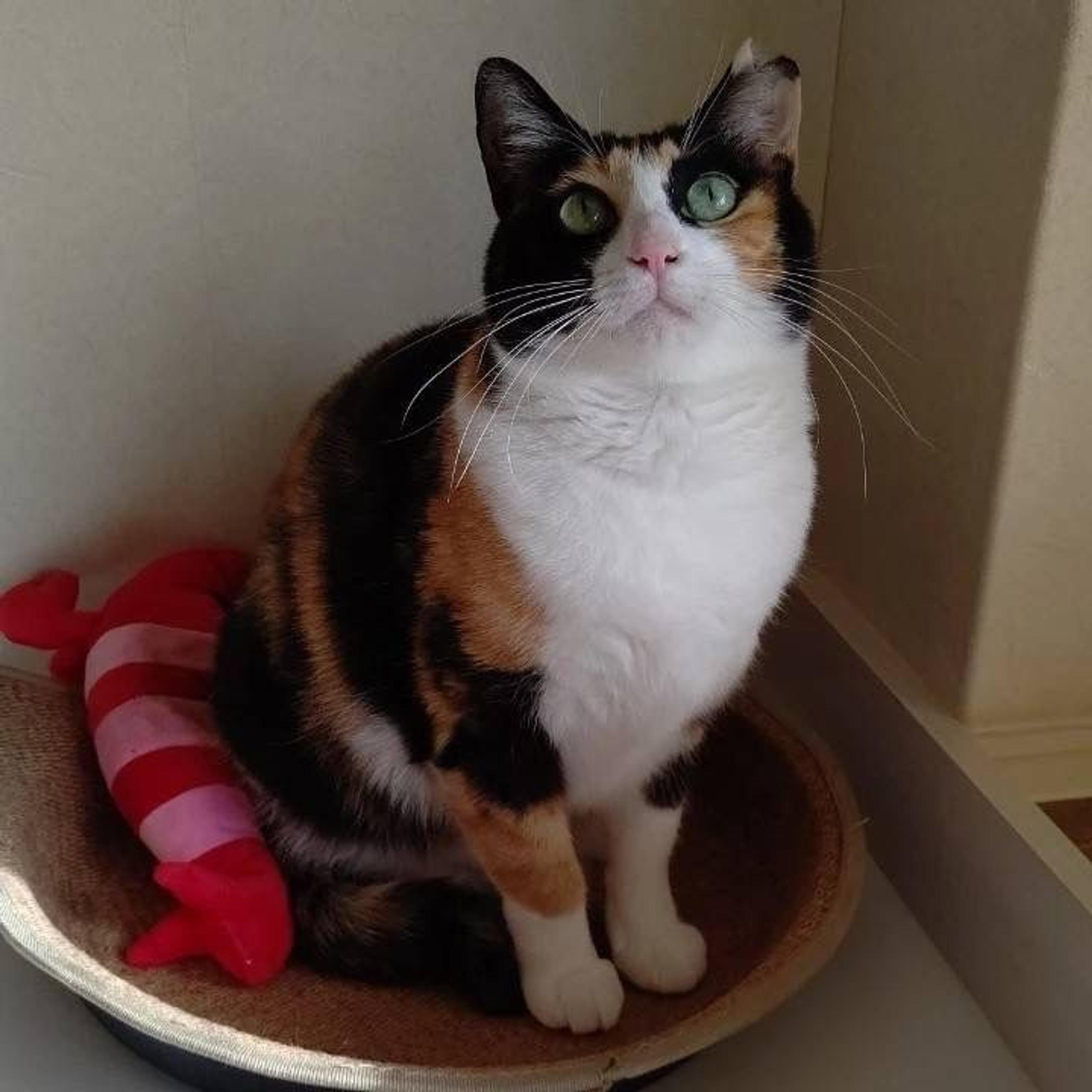 pet-image-3