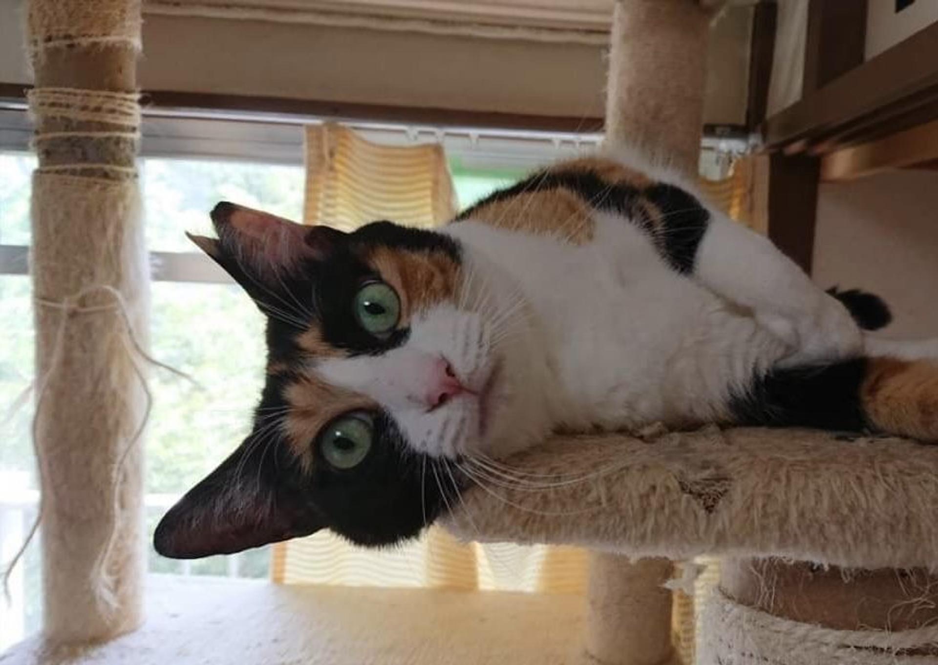 pet-image-5