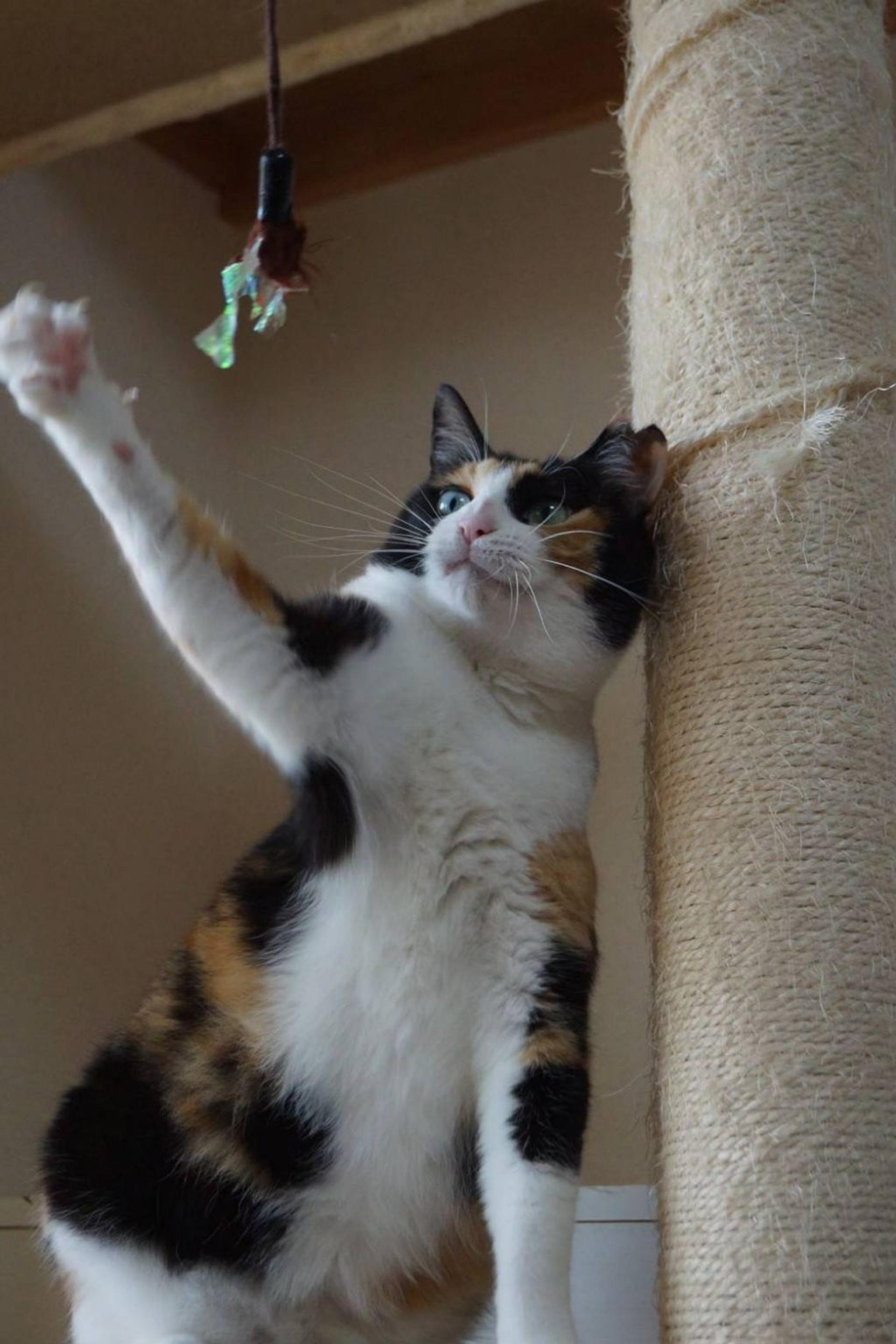 pet-image-7