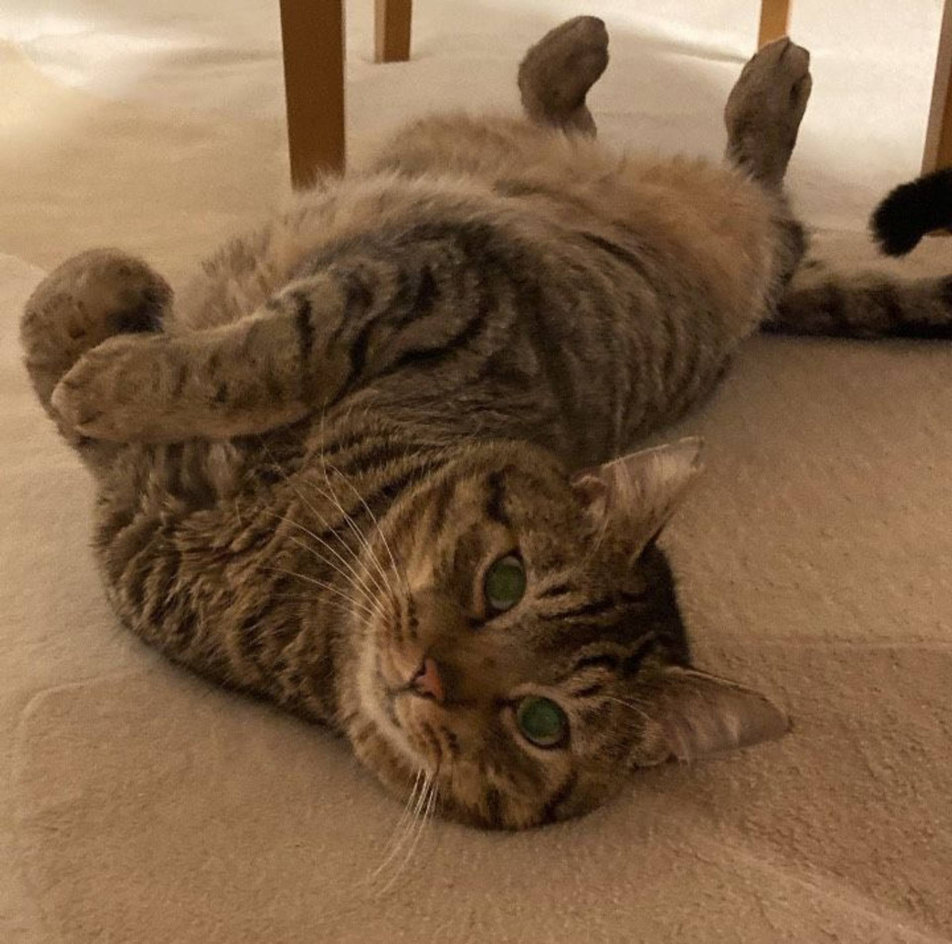 雑種（ミックス猫）・オスの里親募集の写真