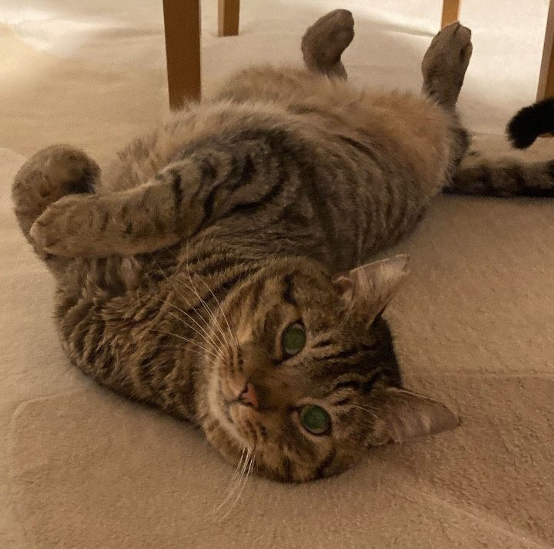 雑種（ミックス猫）・オスの里親募集の写真