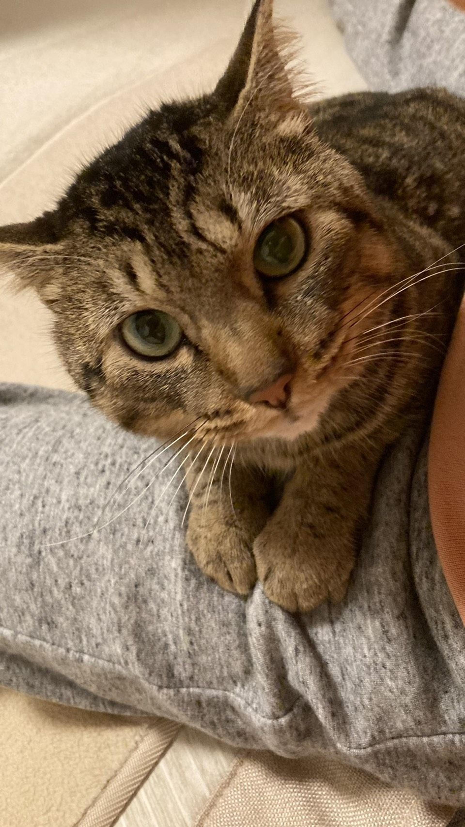 pet-image-2