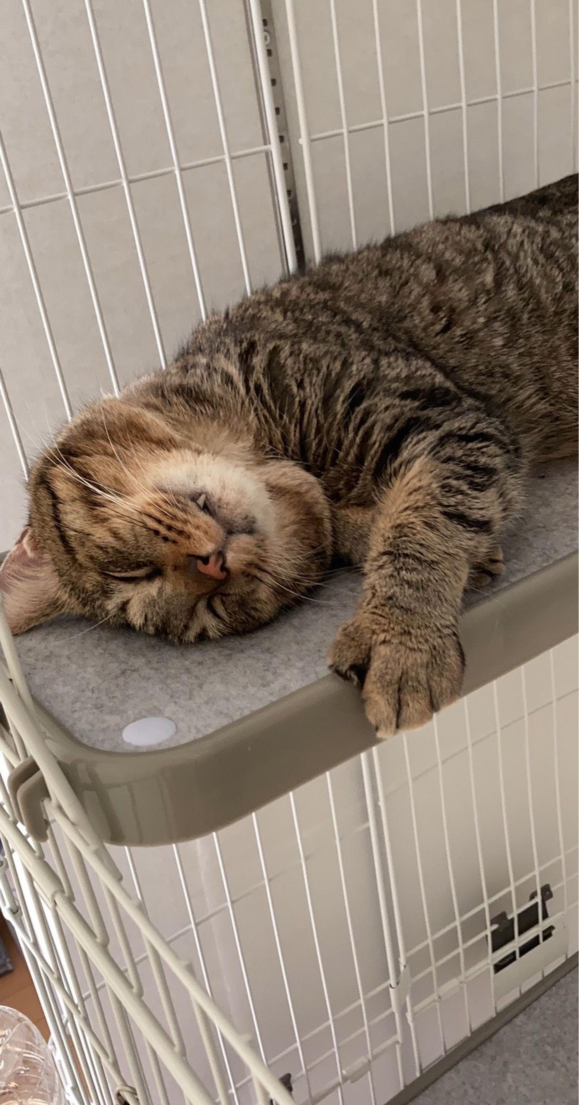 pet-image-4