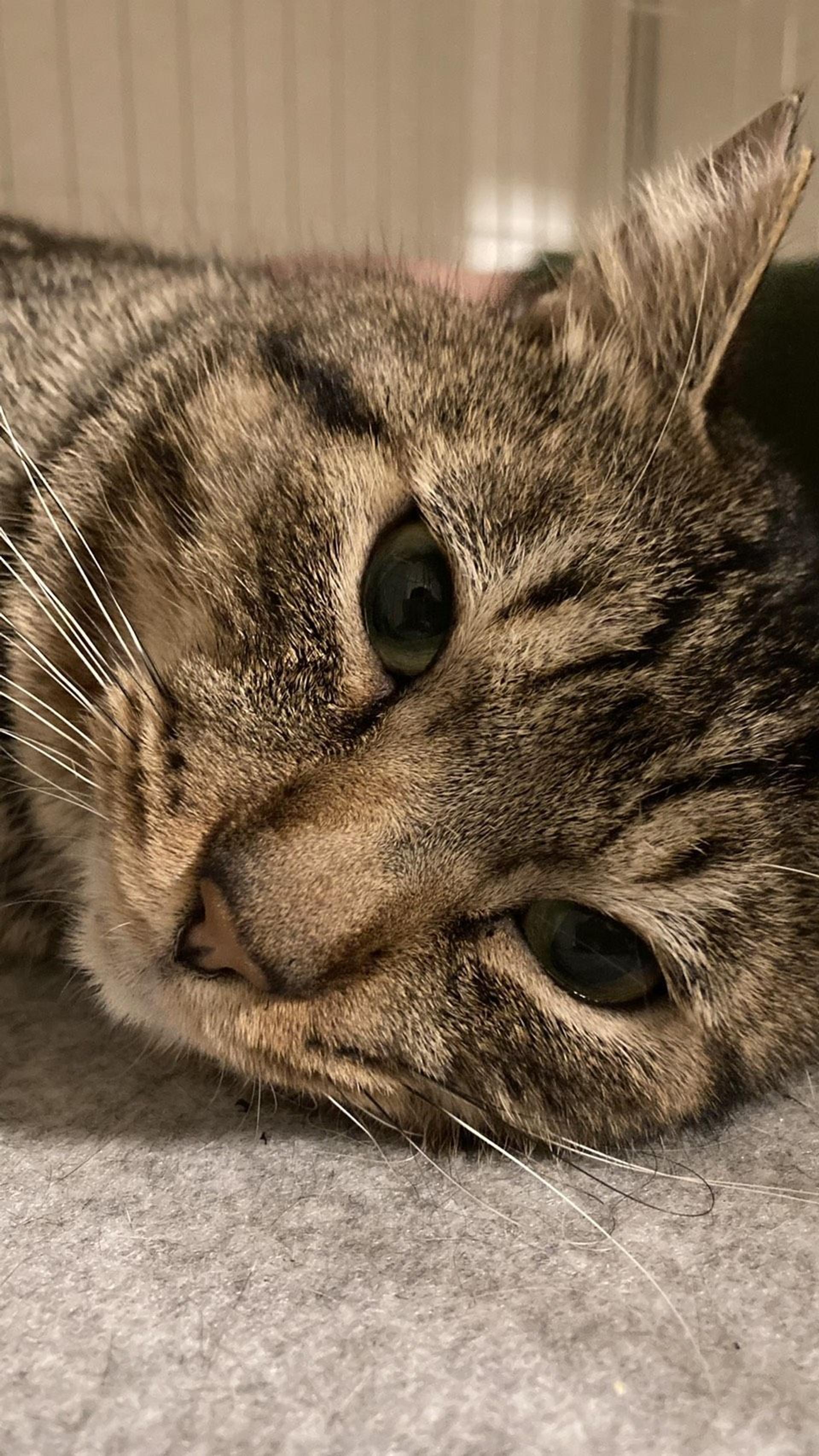 pet-image-5