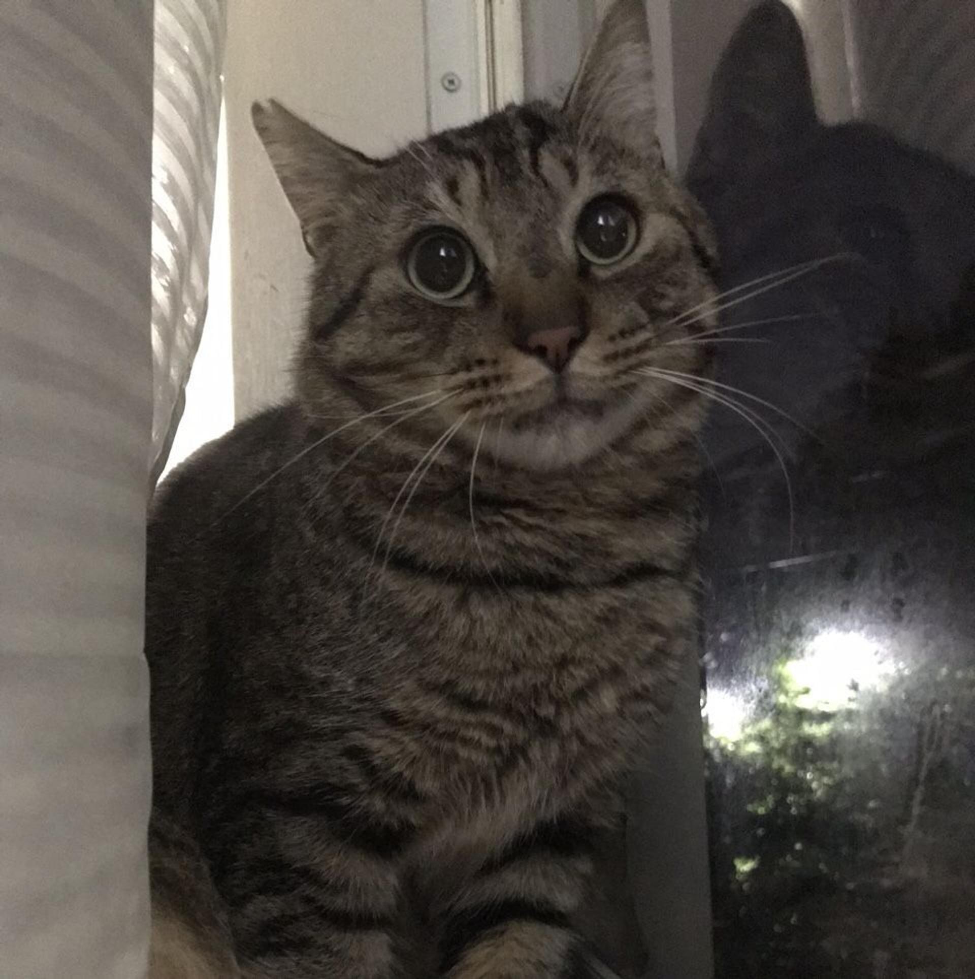 pet-image-7