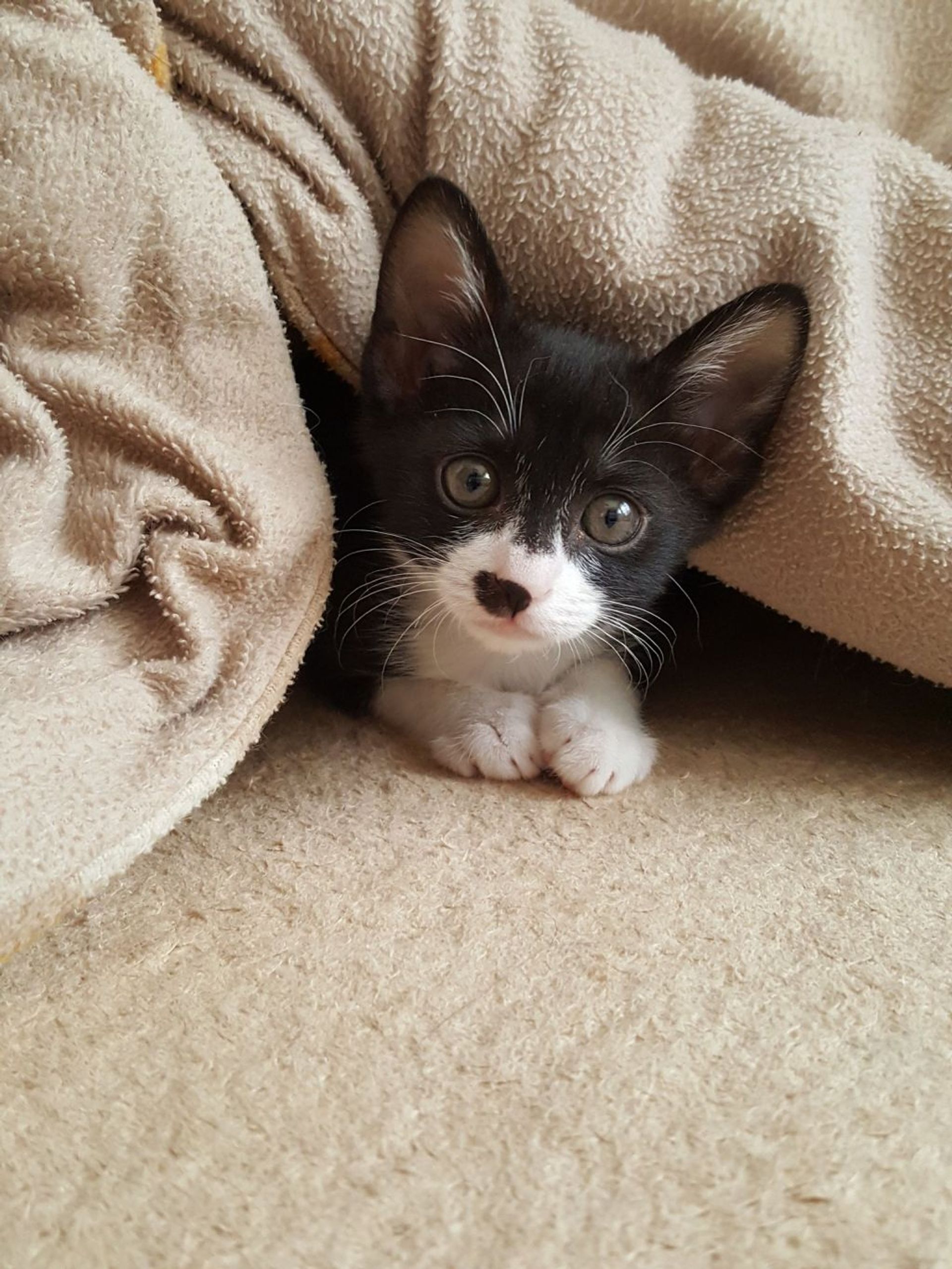 雑種（ミックス猫）・オスの里親募集の写真