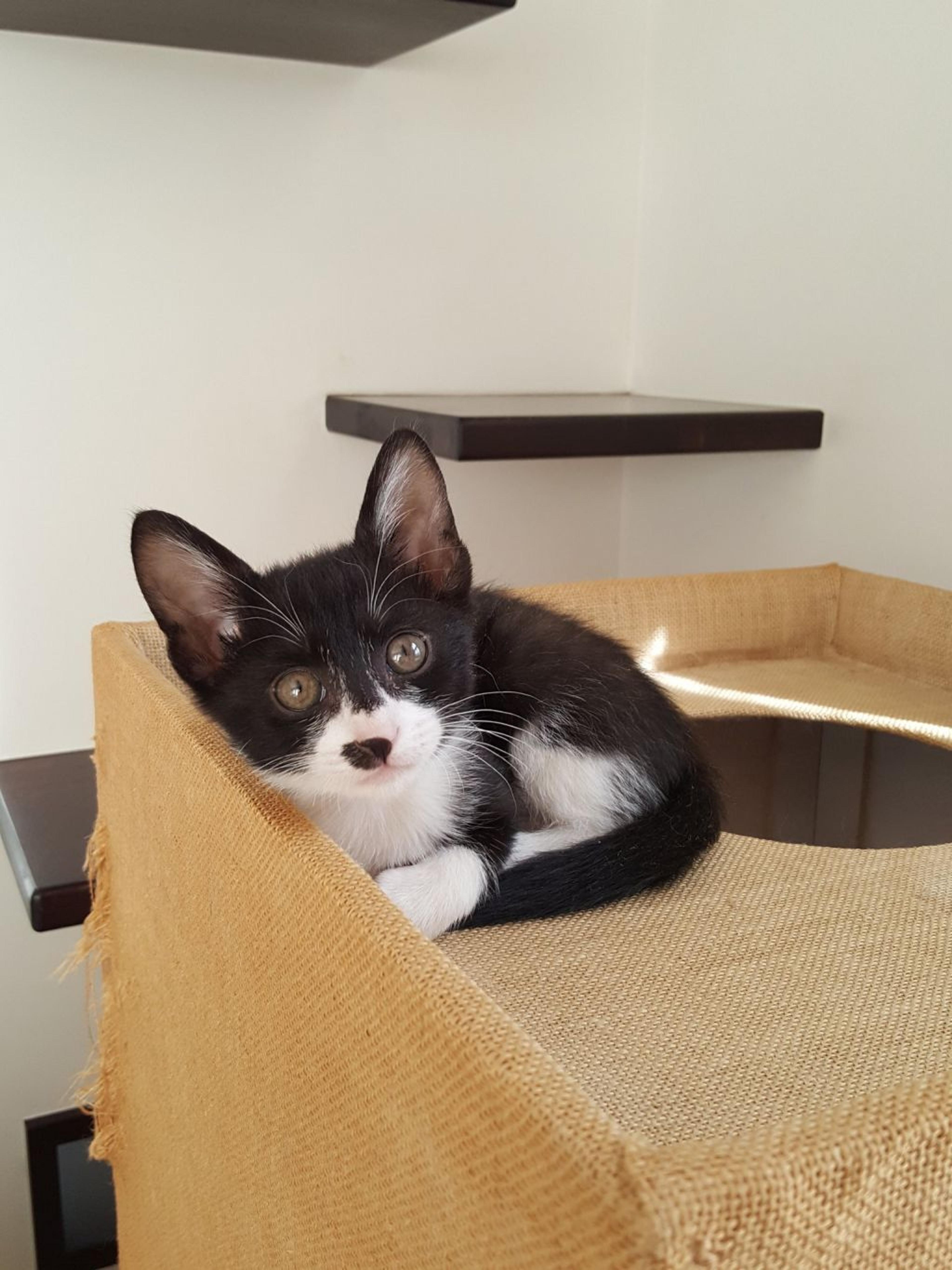 pet-image-2