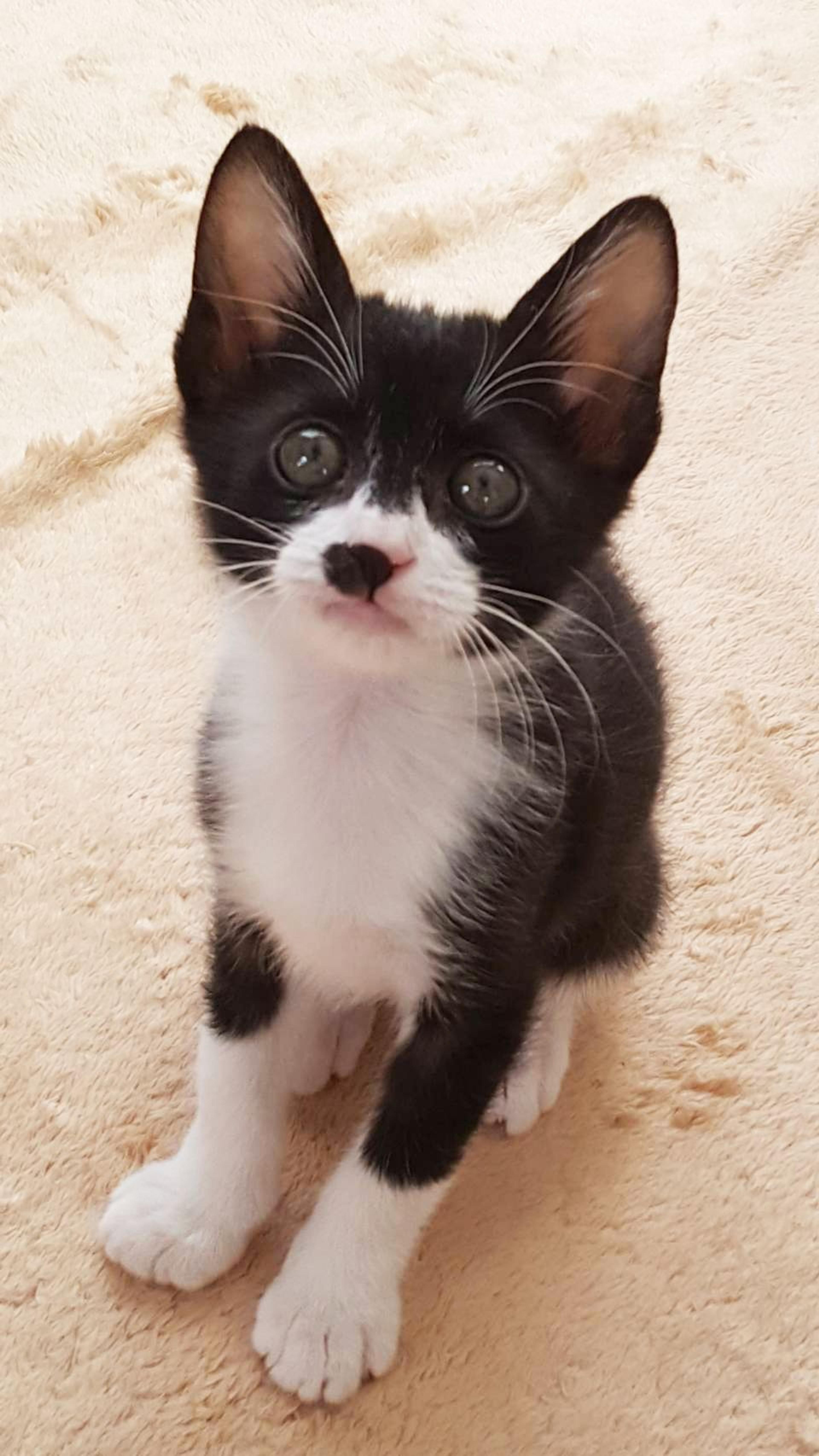 pet-image-3