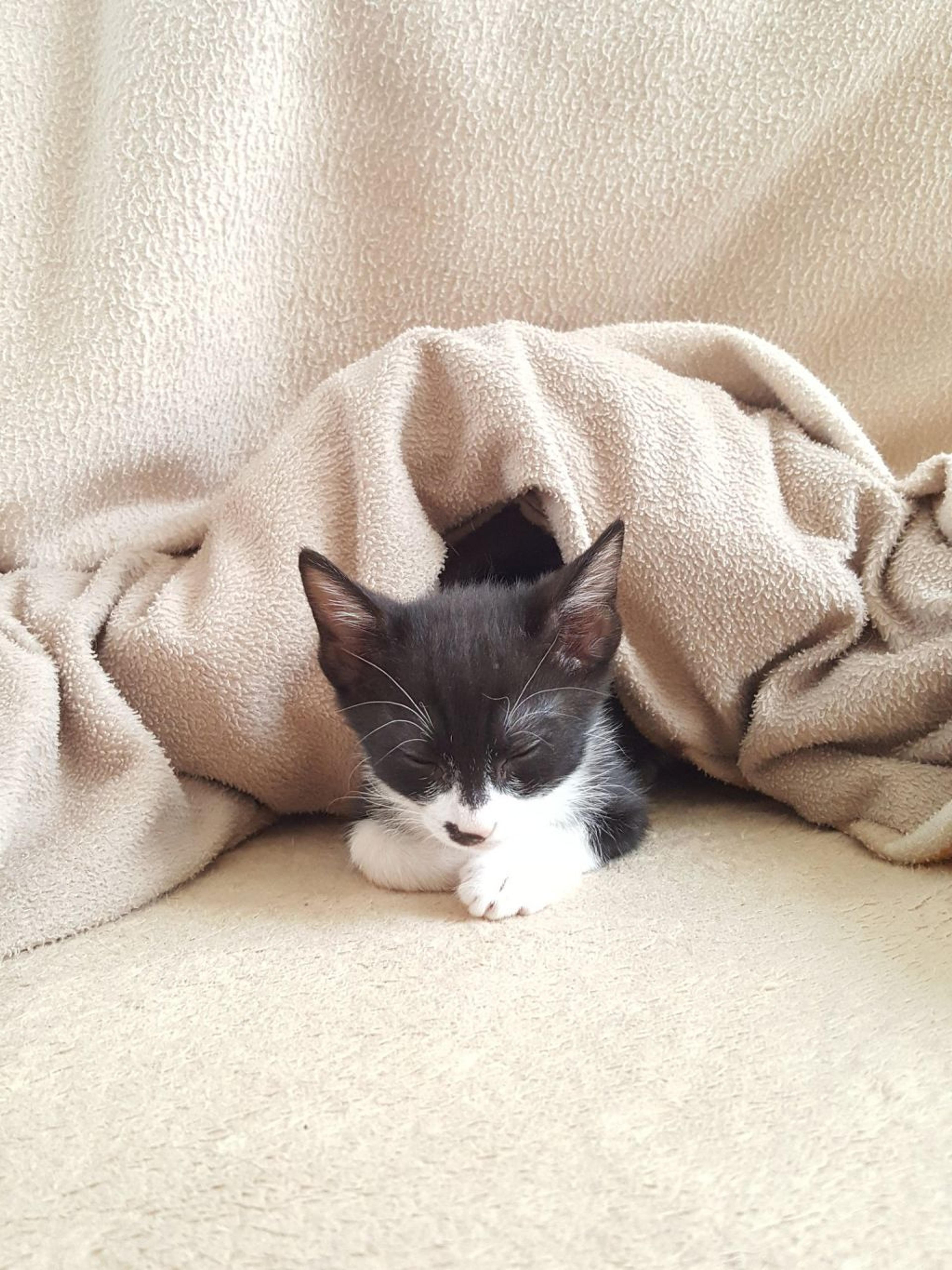 pet-image-6