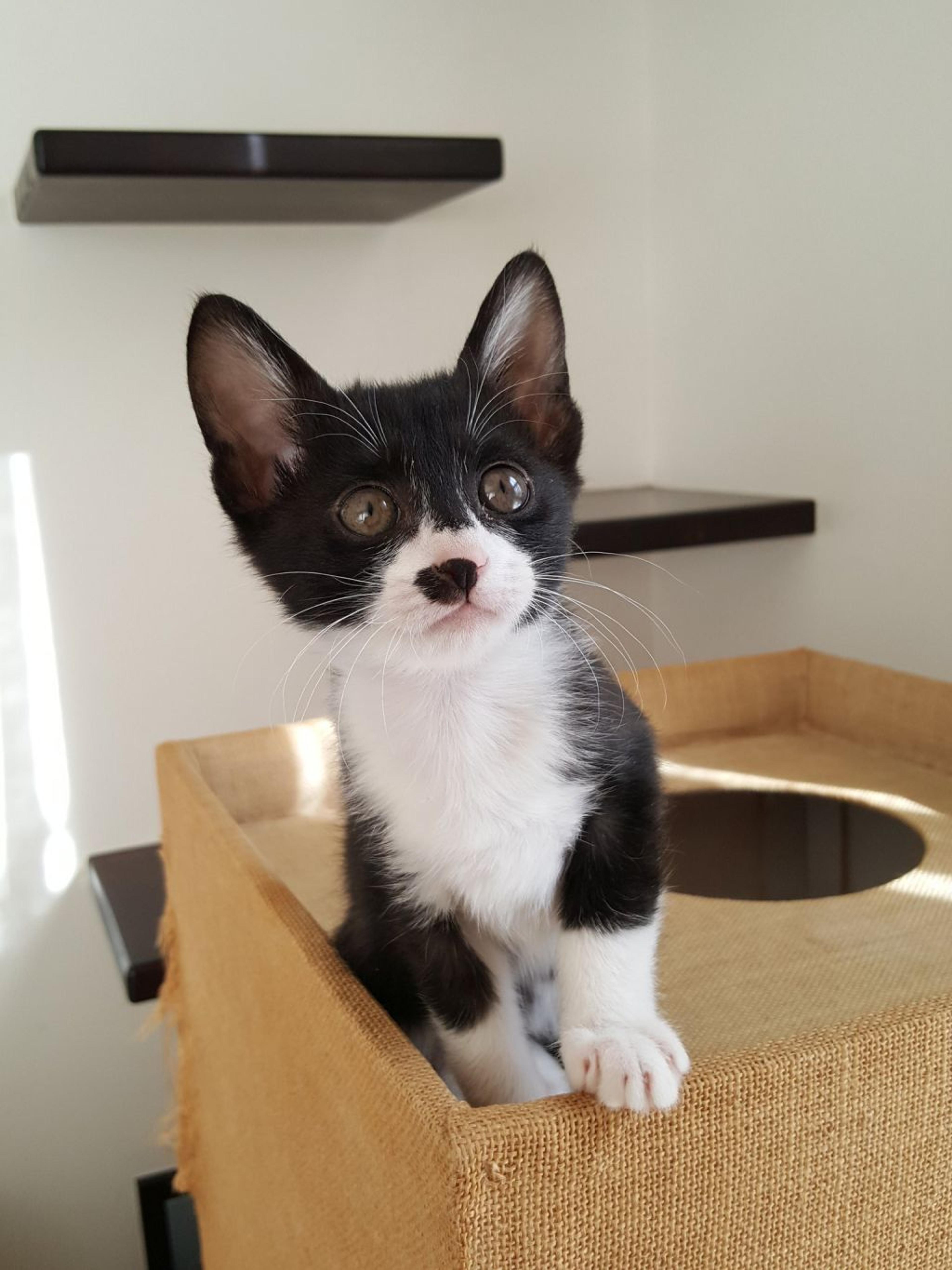 pet-image-8