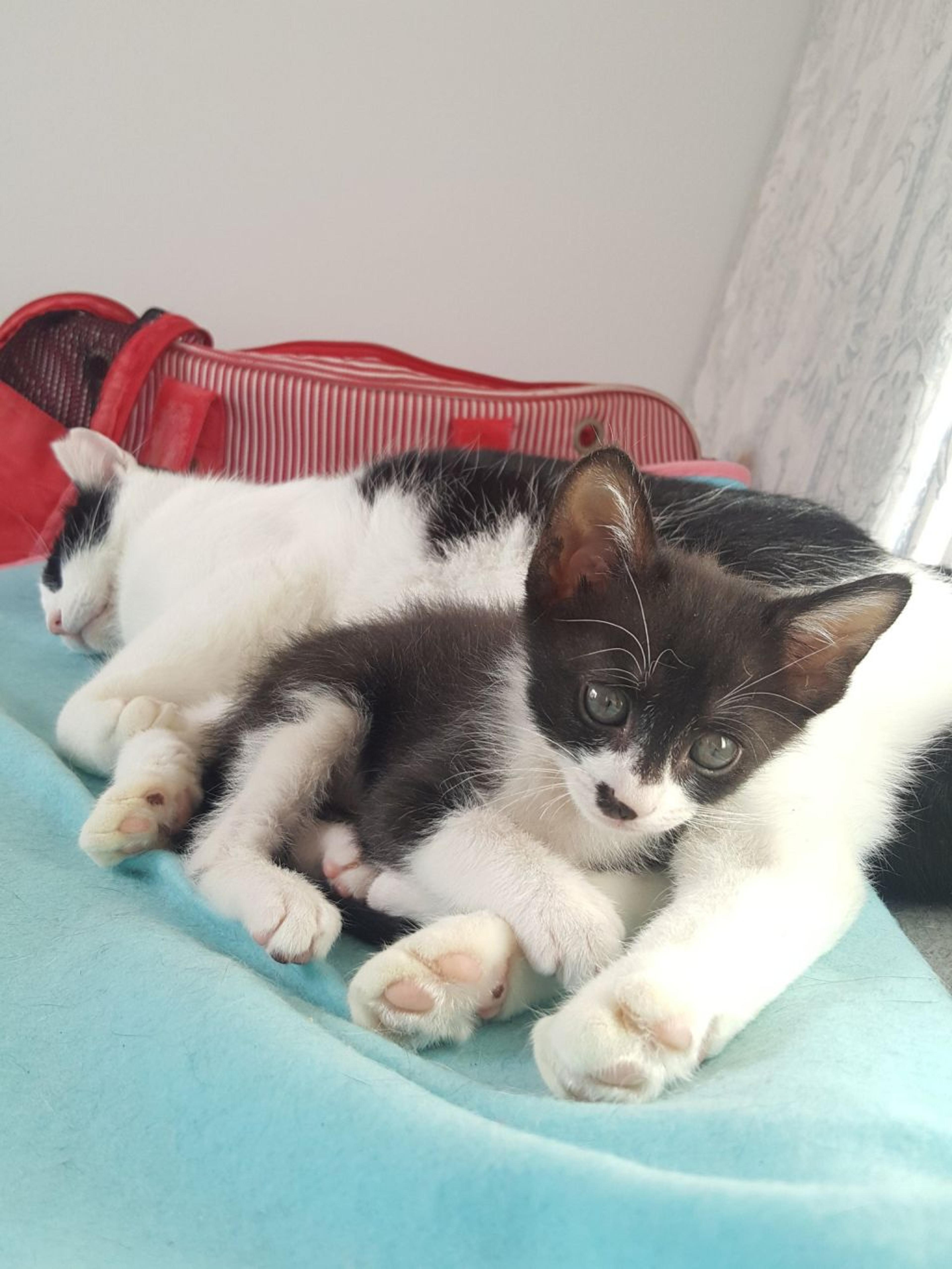 pet-image-9