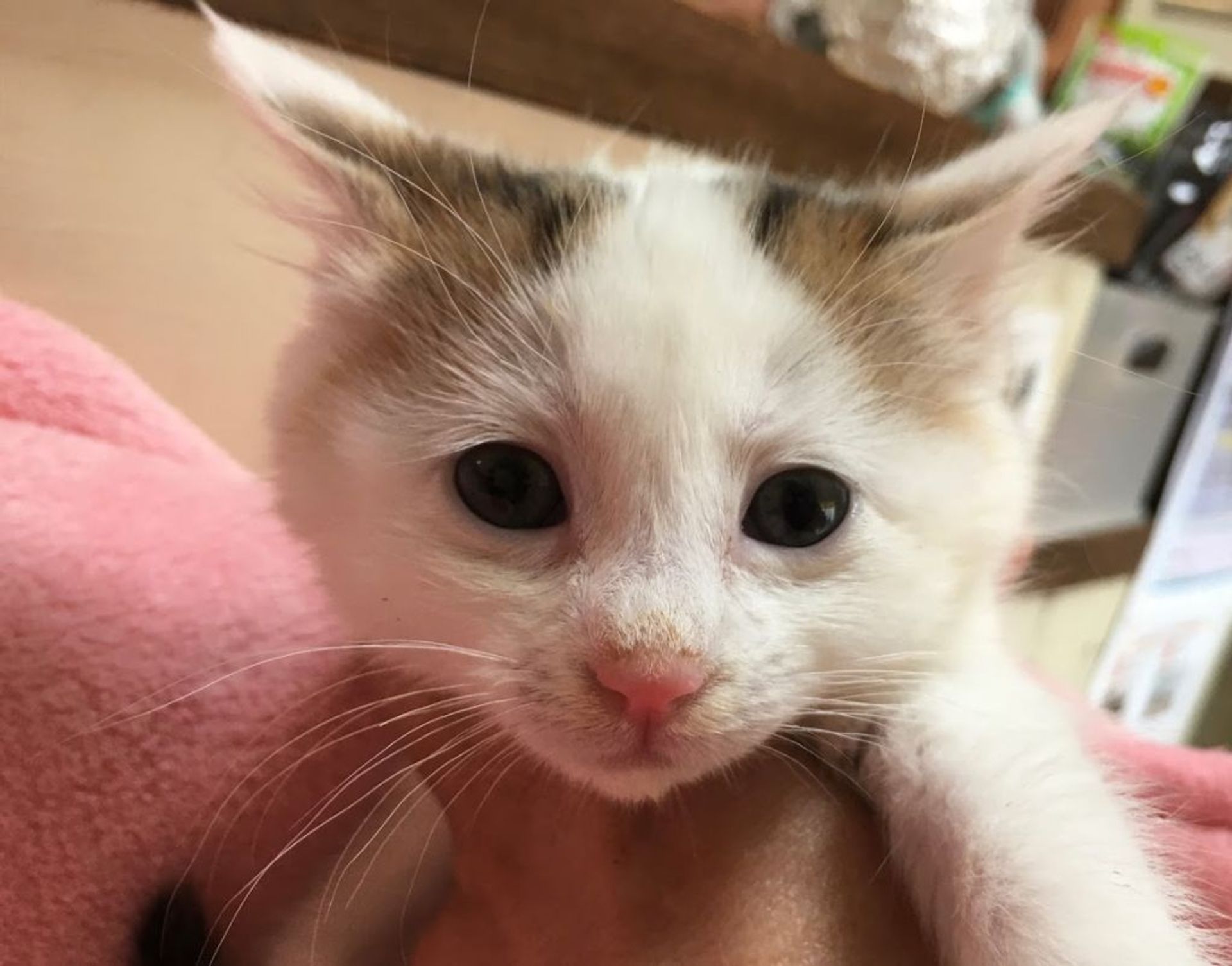 雑種（ミックス猫）・オスの里親募集の写真