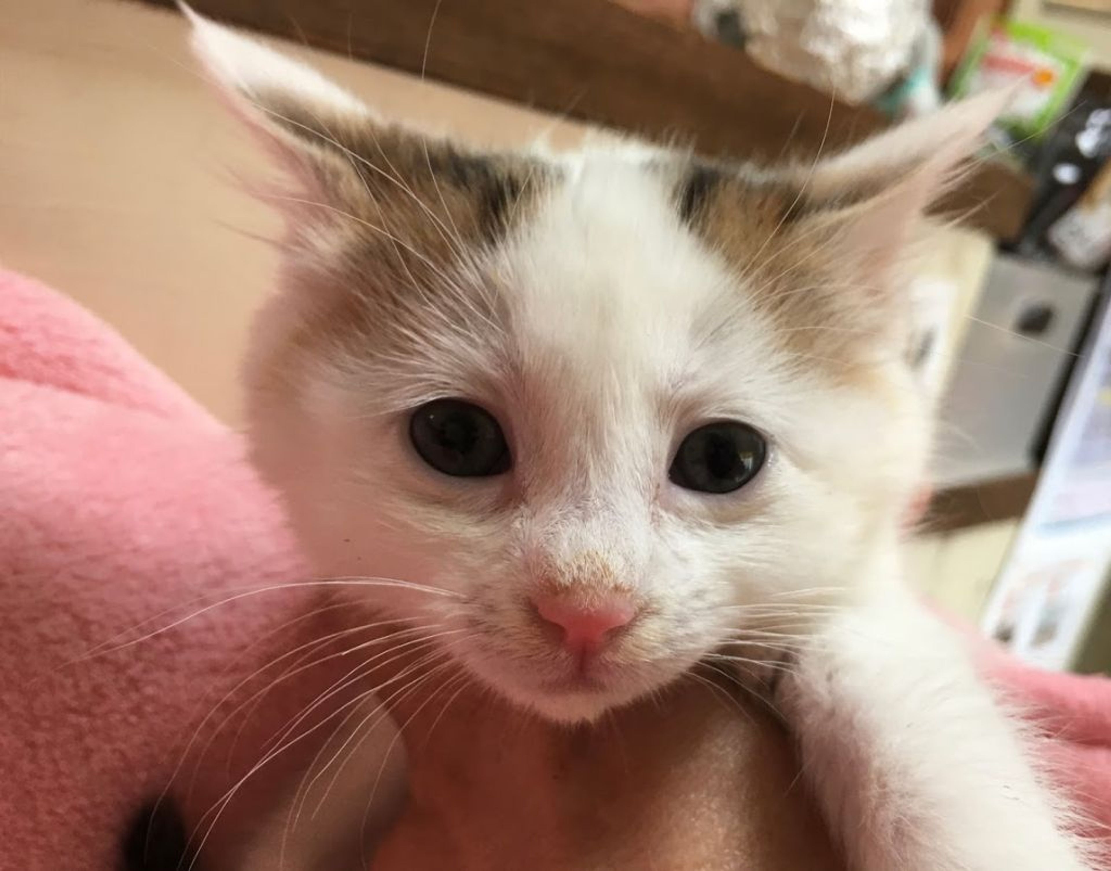 雑種（ミックス猫）・オスの里親募集の写真