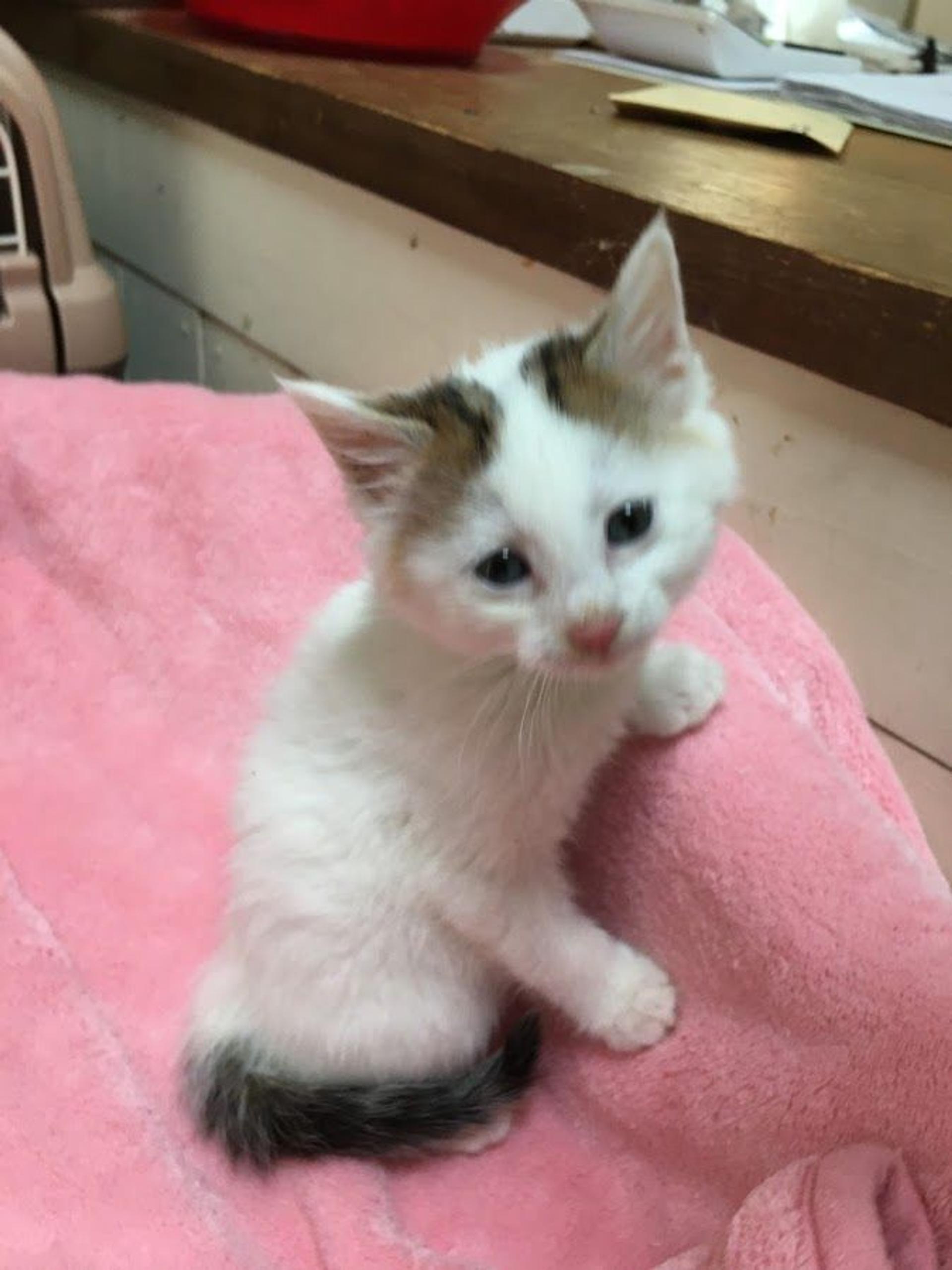 pet-image-3