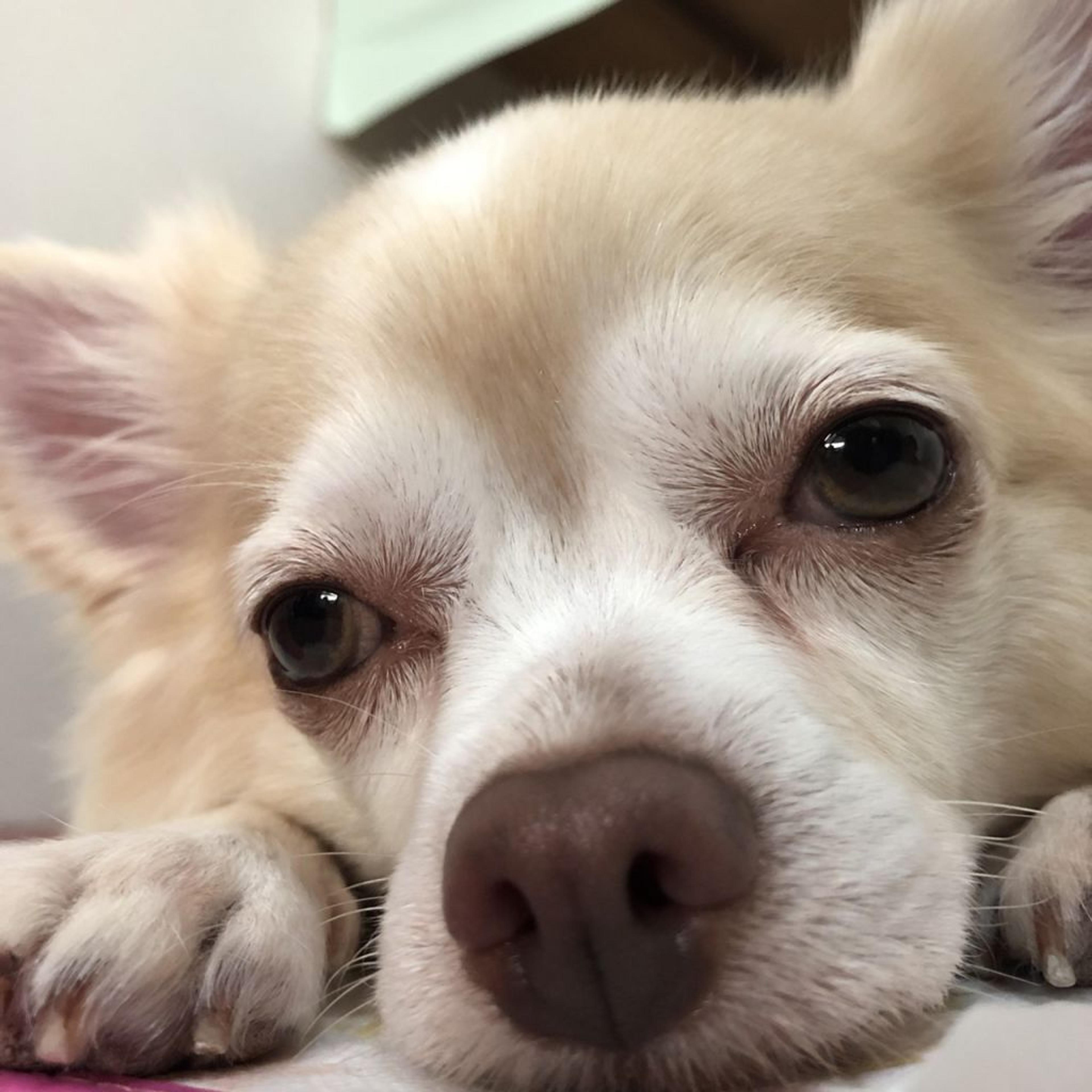 pet-image-3